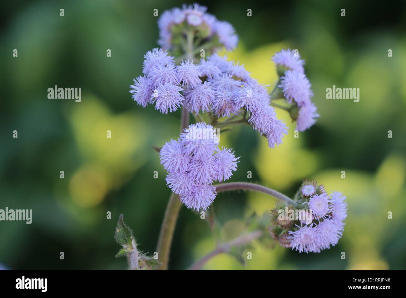 beautiful weed flower Stock Photo Alamy