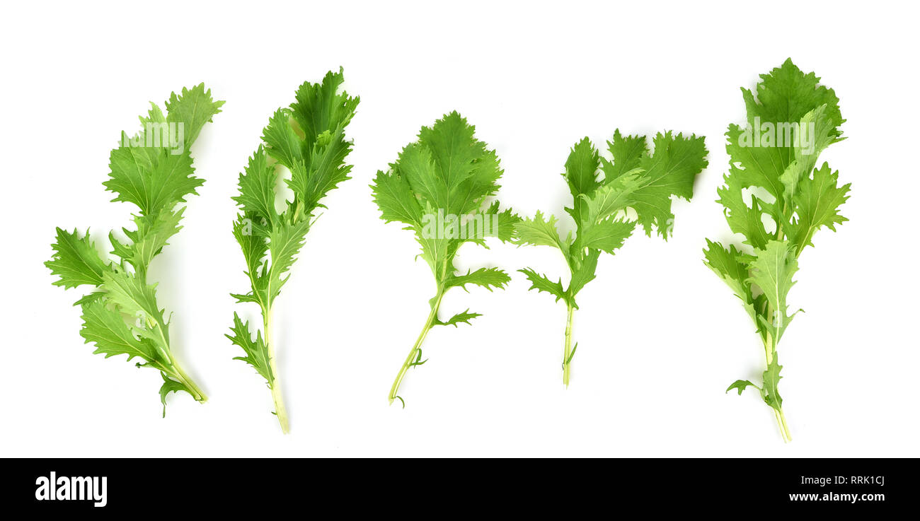 Set fresh mizuna vegetable isolated on white background Stock Photo