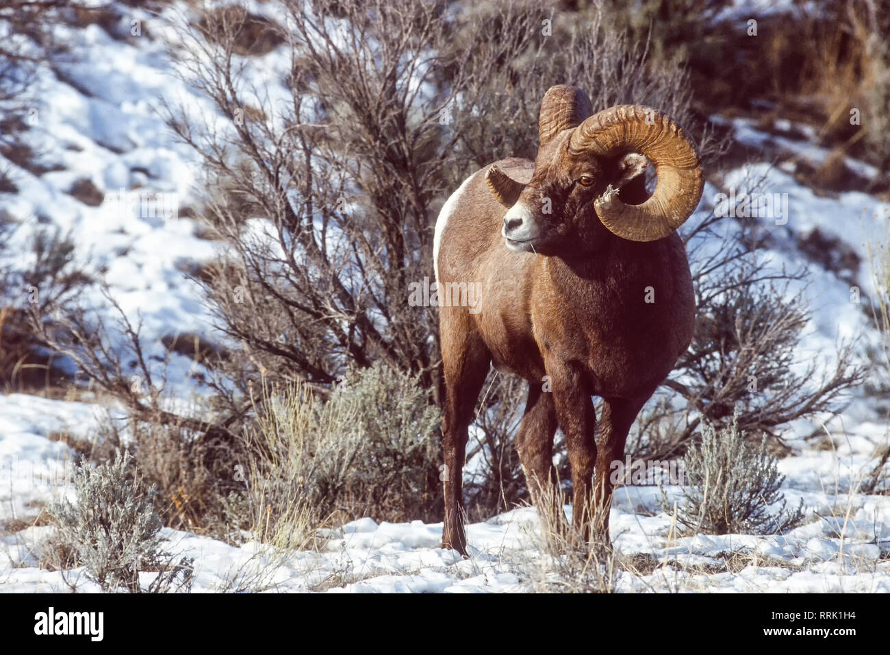 Bighorn ram (Ovis canadensis), Gallatin National Forest, Montana, USA Stock Photo