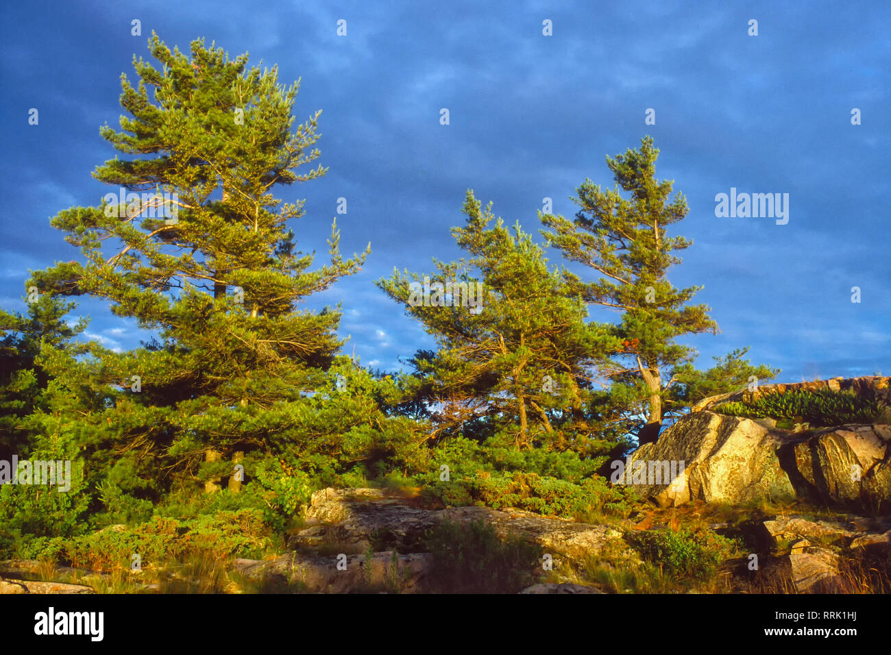 White pines, Killarney Provincial Park, Ontario Stock Photo