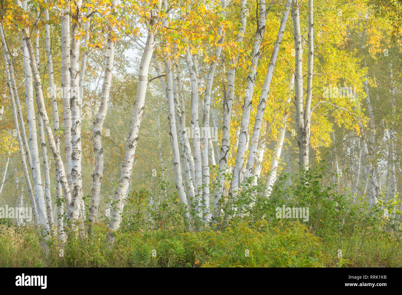 Birch trees in autumn colour, Kivi Park, Sudbury, Ontario, Canada Stock Photo