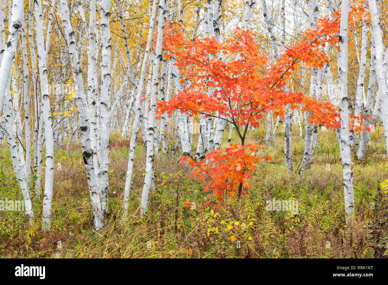 Maple tree in birch forest in autumn, Kivi Park, Sudbury, Ontario, Canada Stock Photo
