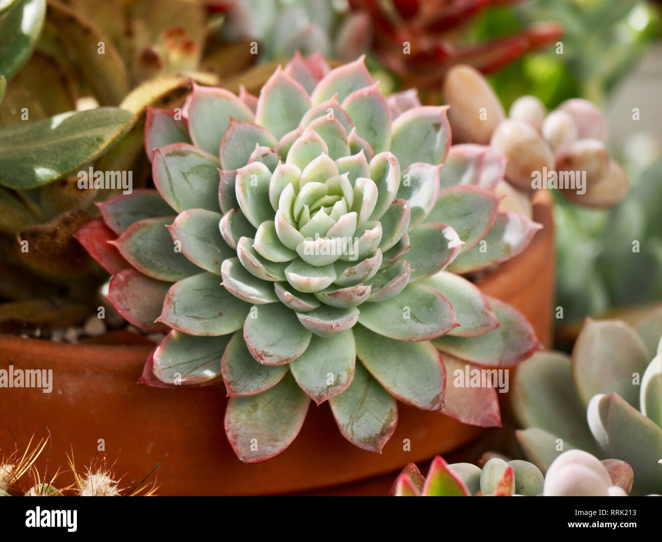 Succulent Garden Stock Photo