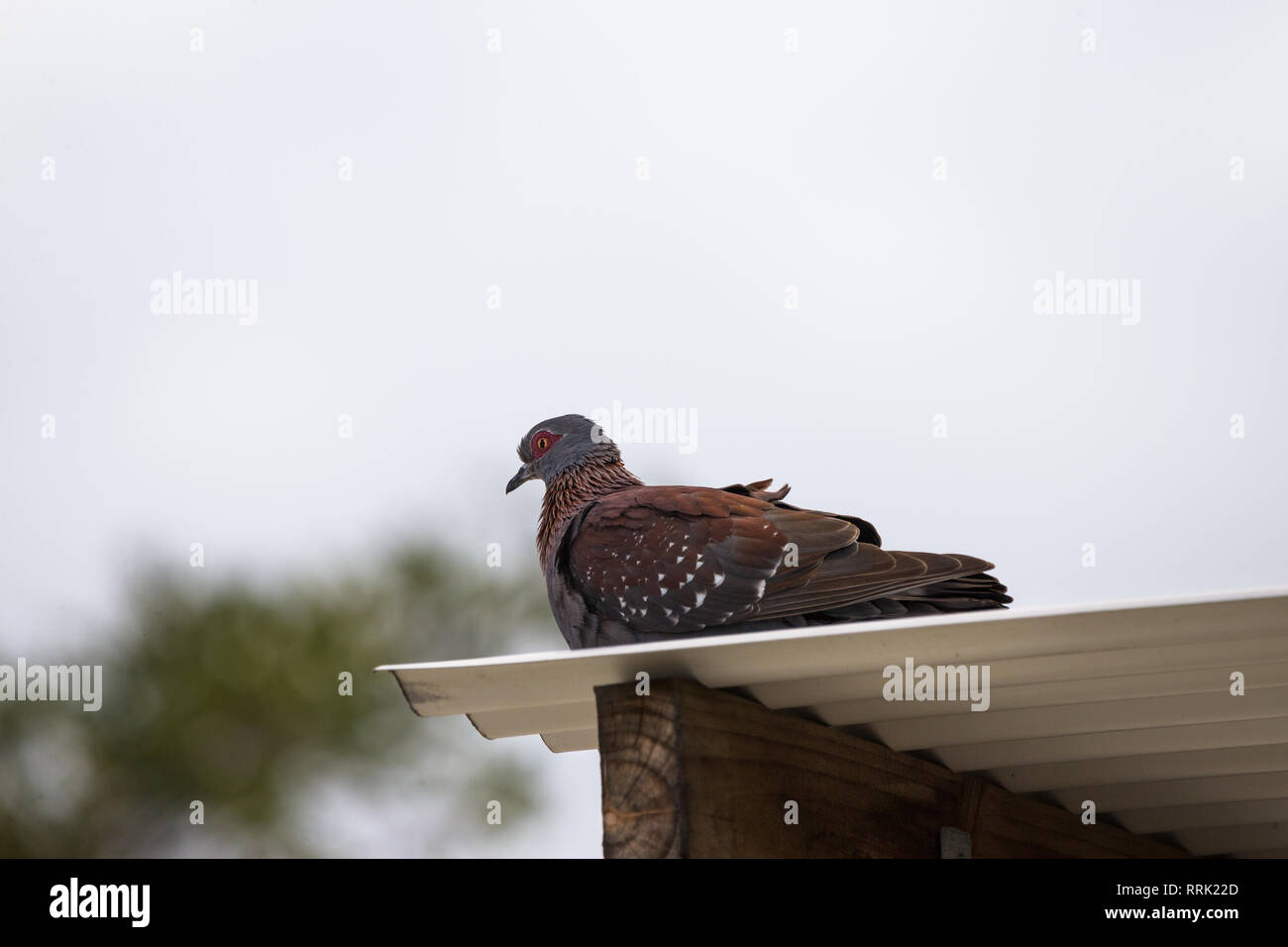 Speckled Pigeon (Columba guinea) or African rock pigeon bird perched on the top of a roof against a cloudy sky, West Coast, South Africa Stock Photo