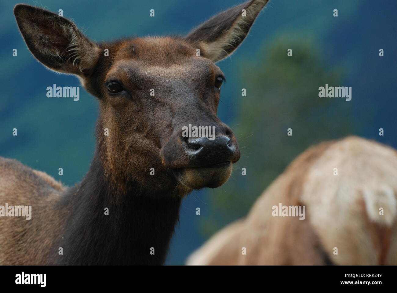 deer from Alaskan ranch Stock Photo - Alamy