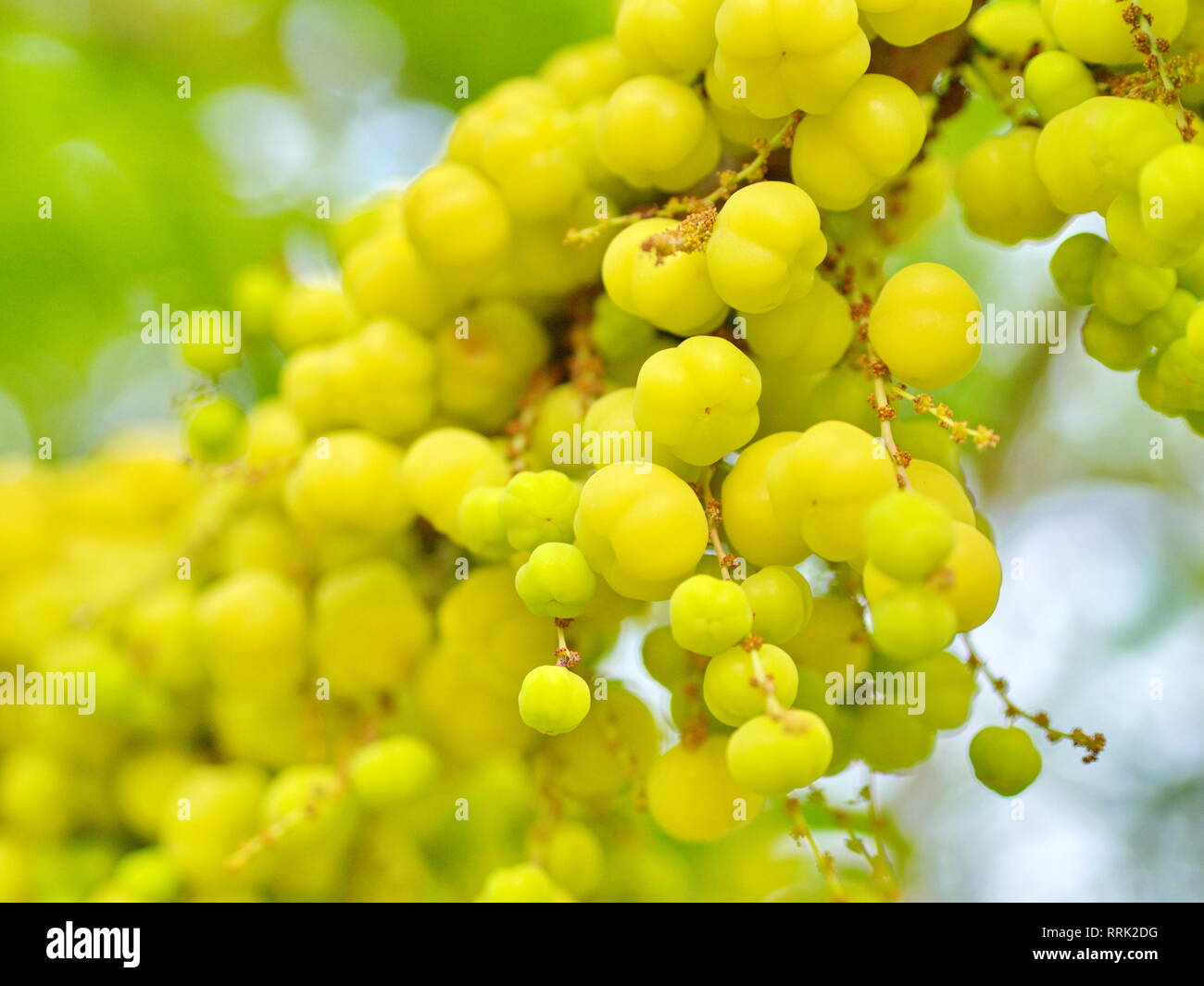 many of the Star Gooseberry on the Tree in Thailand Local Village with The Natural morning Light Stock Photo