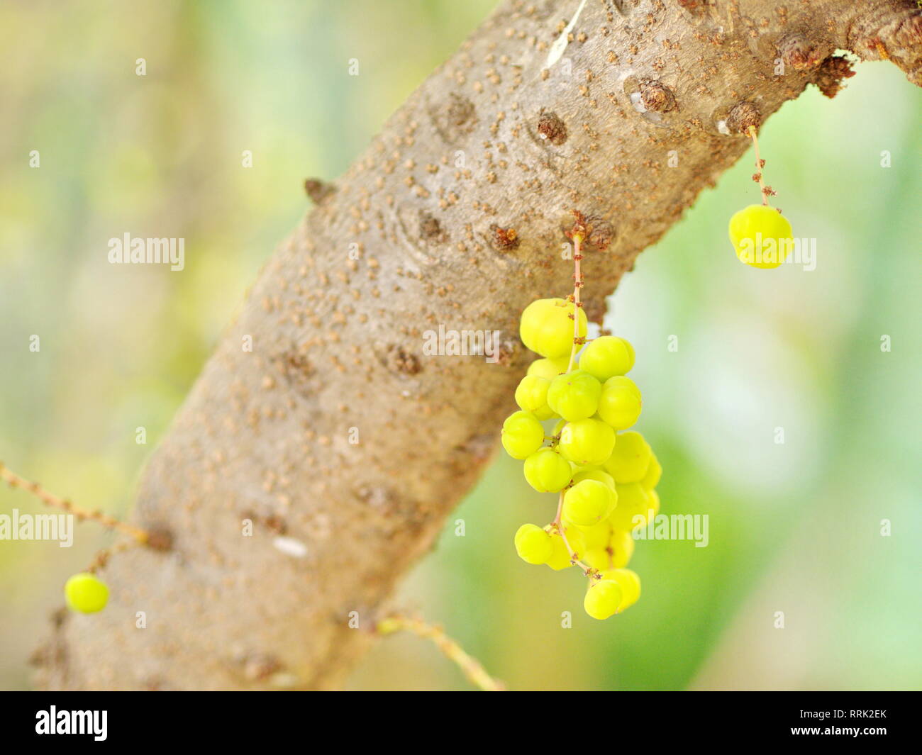 many of the Star Gooseberry on the Tree in Thailand Local Village with The Natural morning Light Stock Photo