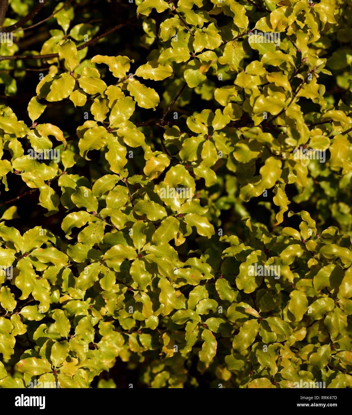 Pittosporum Tenuifolium Warnham Gold Stock Photo