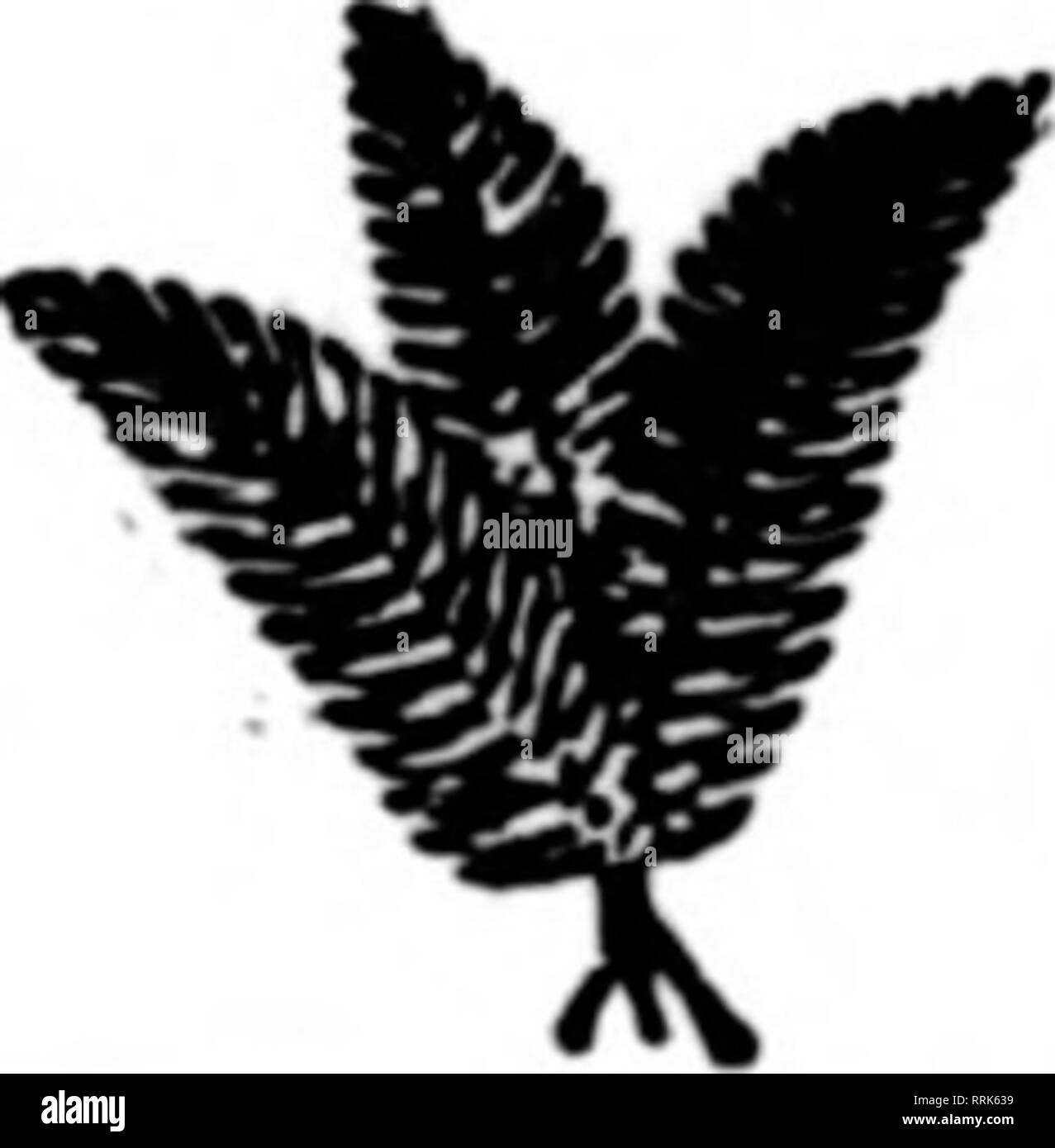 Ien Black And White Stock Photos Images Alamy