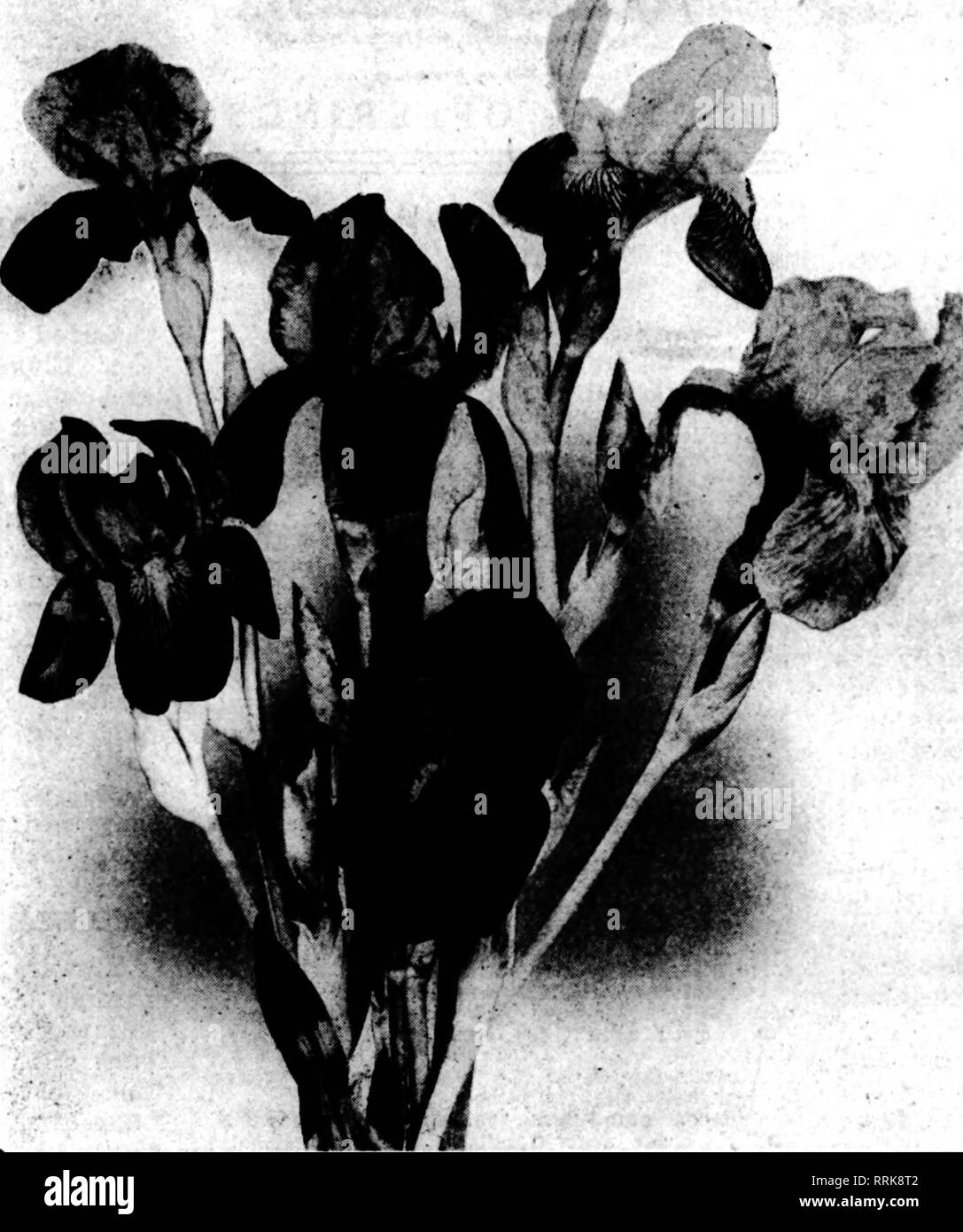 . Florists' review [microform]. Floriculture. HE kind reception given my article in The Beview on the herbaceous peony has prompted the request for a similar article on the profitable growing of the tall bearded iris. The formerly used term of Ger- man iris was never cor- rect, as it included many forms not botanically called &quot;german- ica.&quot; The French name of fleur-de-lis is familiar to all. The English, Spanish, Siberian and Japanese iris are, for a variety of rea- sons, eliminated from this discussion, as are all dwarf sorts which have stems too short for cut flower purposes. In ou Stock Photo