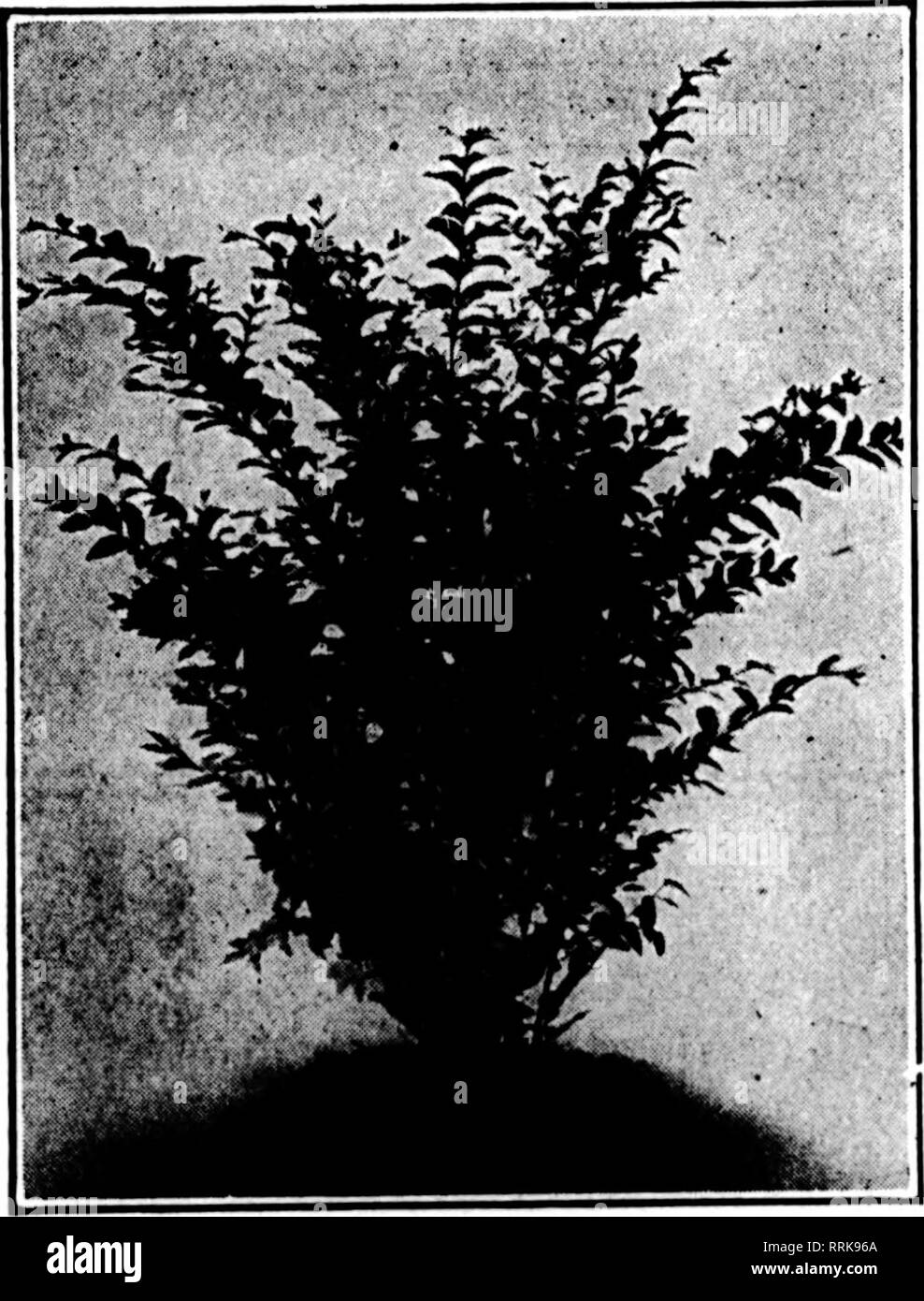 . Florists' review [microform]. Floriculture. SKI'TBMBEK 11, 1019. The Florists^ Review 91 The Elm City Nursery Co., Woodmont Nurseries, Inc., New Haven, Conn. IBuLIUMi'^ H ^I^^V ^B^^ ^^^^1 ^1 ^B^^ H ^V H Resembles ^&quot; ^^^^^ ^^^^ ^^^^^ ^&quot; ^^^ ^ ^&quot; ^&quot; with this nHrlAfI aWvantaw, Privet Privet in Habit with this added advantage: — It's as HARDY as IBOTA Privet and will succeed wherever IBOTA thrives. Name, IBOLIUM, coined thusi—IBO from Ibota and LIUM from Ovalifolium REGISTRATION Society of American Florists Aprils, 1919. IHOLIUM Privet is the product of crossing the Californ Stock Photo