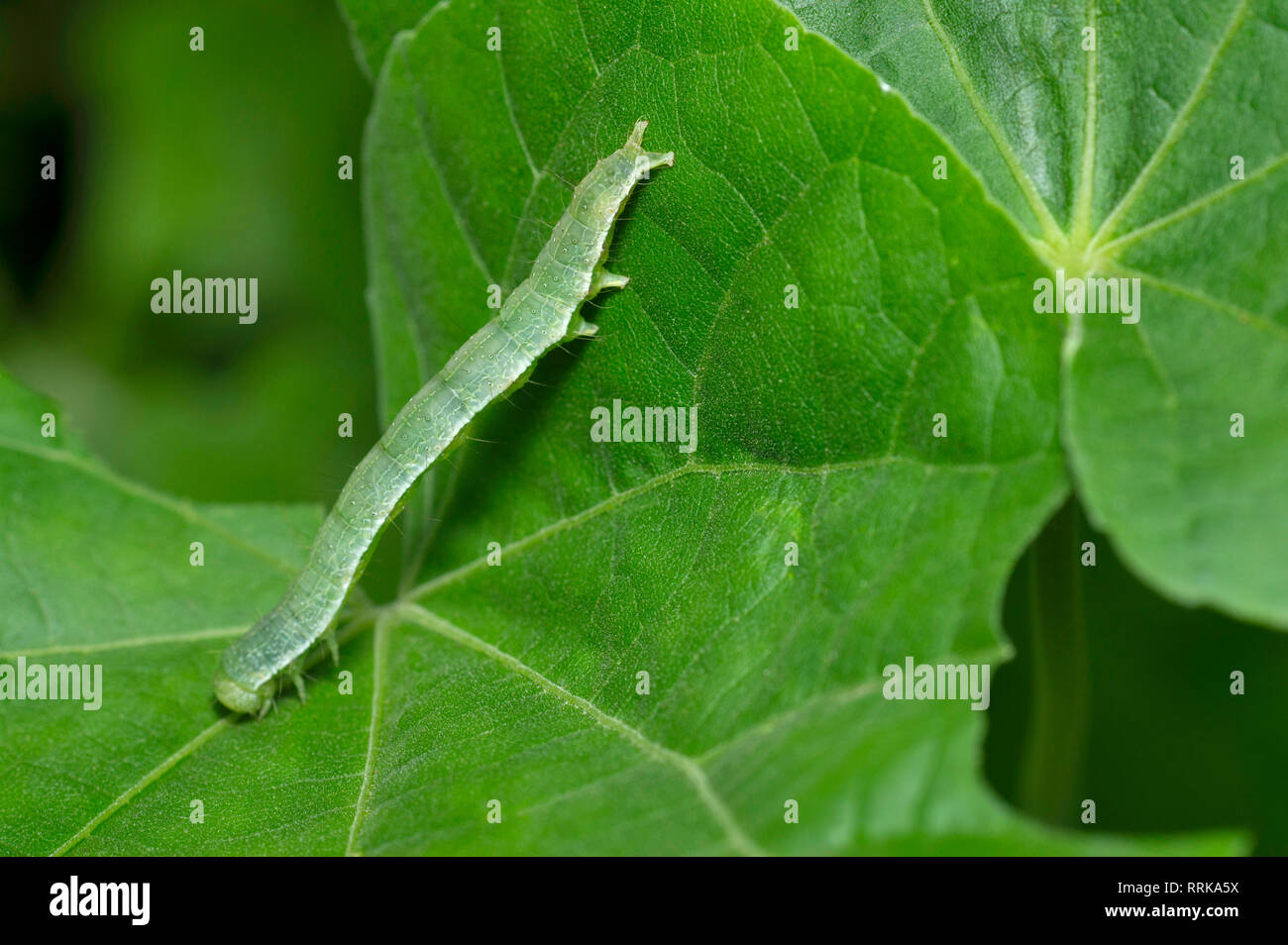 Cabbage looper caterpillar close up near Pune, Maharashtra, India Stock Photo
