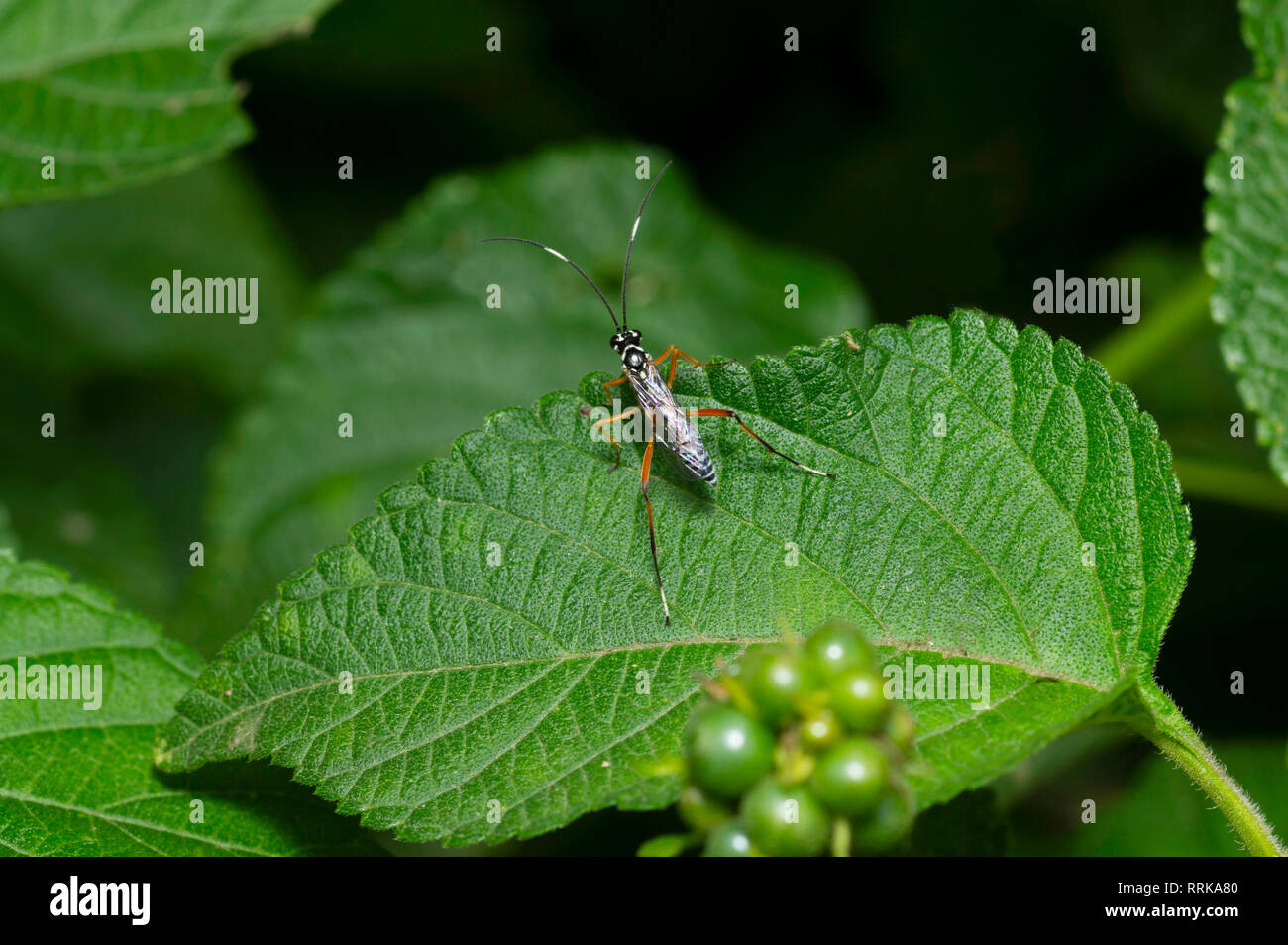 Black big Fly with white spot & banding near Pune, Maharashtra, India Stock Photo
