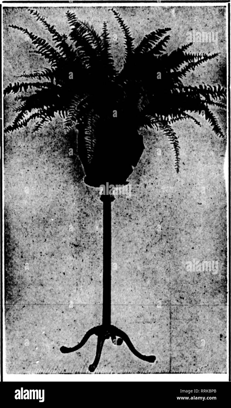 . Florists' review [microform]. Floriculture. Big Special Offer, $5.^„ 1 O No. 310. 21 Inrhes biirh, 8 Inches deep, reir- ?•» ular pi Ice. $7.20 per doi. |0 No. 315. 2!) inches hlffh, 11 Inches deep. ? ^ either In open wenve or closed, same styl* as No. 310, regular price $16.00 per doz.. liners In- clnded. Special uffwr, $l:a.OO per doz., all 2 tone. Cash euly. JOHNSON BASKET WORKS 2535 Milwaukee Ave.. CHICAGO Club Meeting. The monthly meeting of the Florists' Club was held October 9 on the grounds of Philip Goebel's range in Webster Groves, Mo. Fifty members took ad- vantage of the beautiful Stock Photo