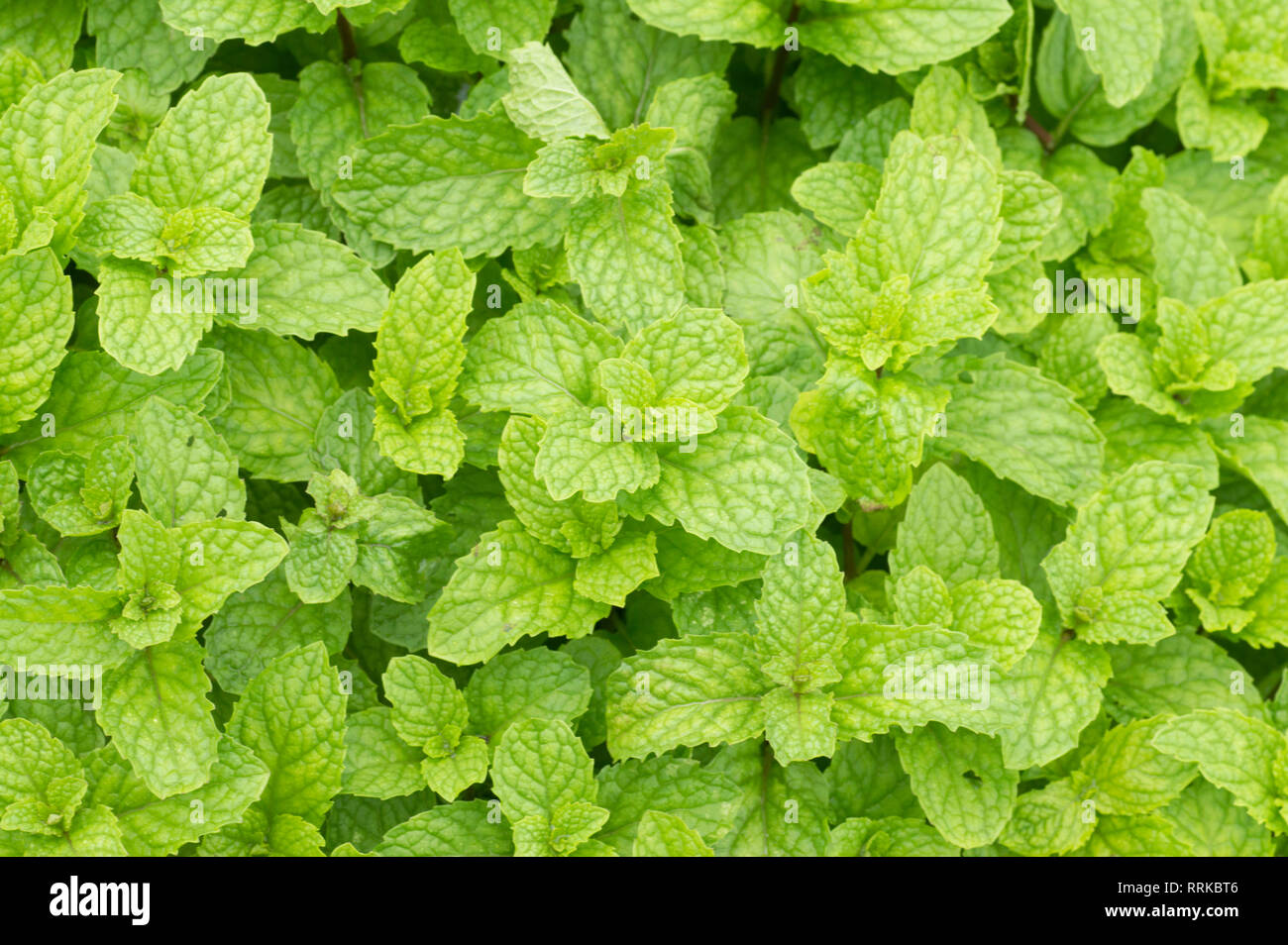 Close-up of Mint leaves or Pudina. Stock Photo