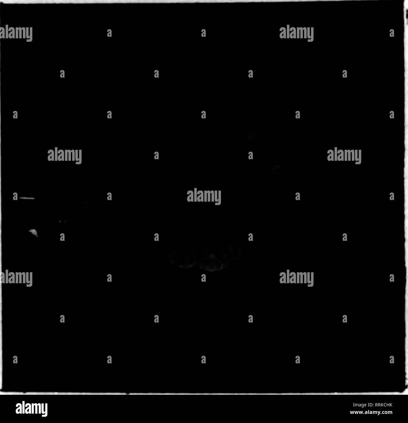 . Florists' review [microform]. Floriculture. Jdnb 26, 1919. The Florists^ Review 27 Large Supply of all Varieties of ROSES OF GOOD SUMMER QUALITY We have all lengths; none better, and Randall's prices always are right. Fancy GLADIOLI in Quantity You can get here the fancy indoor Gladiolus flowers, such fine varieties as Pendleton, Schwaben, Peace, etc. Common sorts at market prices. Good PEONIES at Low Prices These are fine, home grown Peonies; they make a big show for the money. Larkspurs $1.00 to $1.50 doz. Plumosus No scarcity here. New Ferns A large supply. Plenty of Everything Lowest Mar Stock Photo