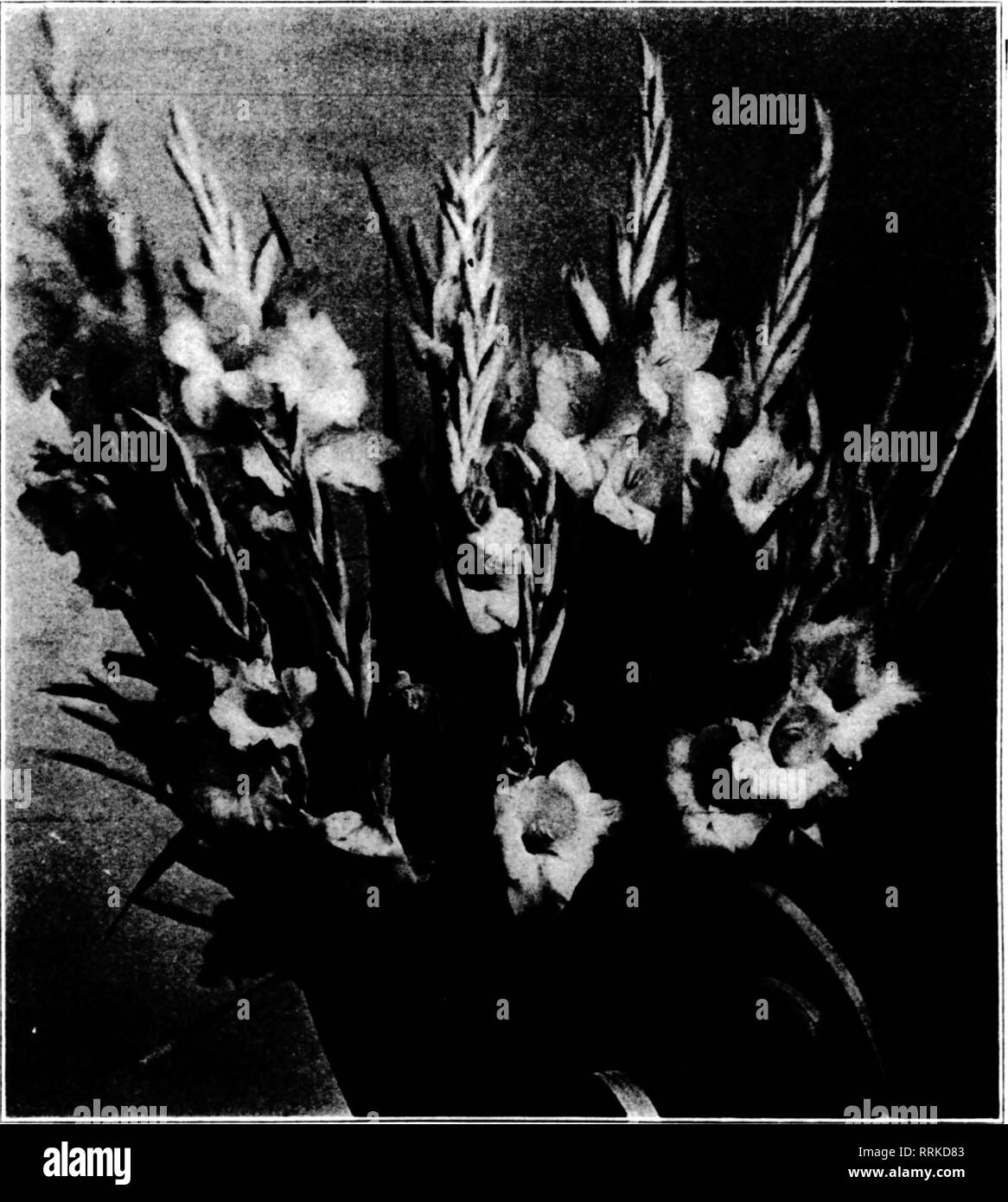 . Florists' review [microform]. Floriculture. Blanche. I have good soil, plenty of rotted stable manure and hardwood ashes. I will turn the manure under this fall. C. N. 11.—111. MEMORIAL DAT GLADIOLI. When should Gladiolus America be planted in a house with a temperature of 40 degrees at night to have it in bloom for Memorial day sales f M. B.—Kan. Plant the bulbs about February 1. If your house temperature were 50 degrees at night you could plant the bulbs as late as March 1 and have them in bloom for Memorial day. C. W. GLADIOLUS NANUS. When should The Bride and Peach Blossom, of the nanus  Stock Photo
