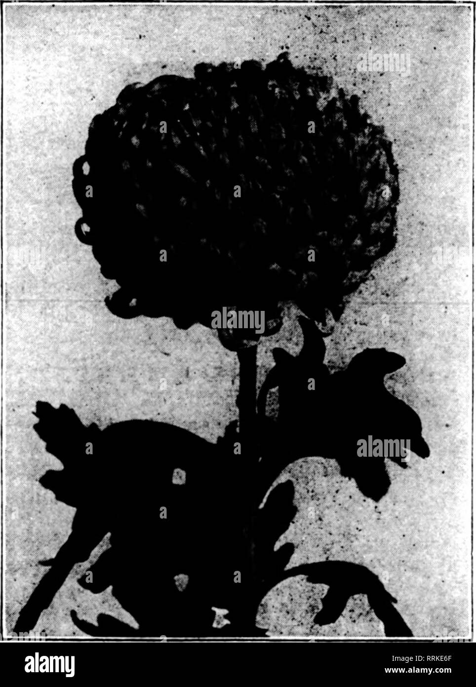 . Florists' review [microform]. Floriculture. NRS.C.C.POLLWORTH The early yellow mum that gets the money. Strong 2 ^4-inch plants, ready for immedi- ate sliipment, 25 for $4.00; $15.00 per 100 EARLY FROST, best early white, ready now. 2^4-in. pots, fine plants, $3.50 per 100, $30.00 per 1000 C. C. POLLWORTH CO. Milwaukee* Wis. FERNS, ETC. MephroleplB Teddy. Jr., 6-lnch pots, $6.00 per dozen; 8-lnch, $12.00 per dozen. Nephrolepis Smithil, 6-lnch pots, $6.00 per dozen. Nephrolepig mnacoBa, S'^-lnch, $3.00 per dozen. Flcng elastica, 60c, 76c and $1.00 each. F. R. PIERSON CO. TABBYTOWN. HEW YORK R Stock Photo