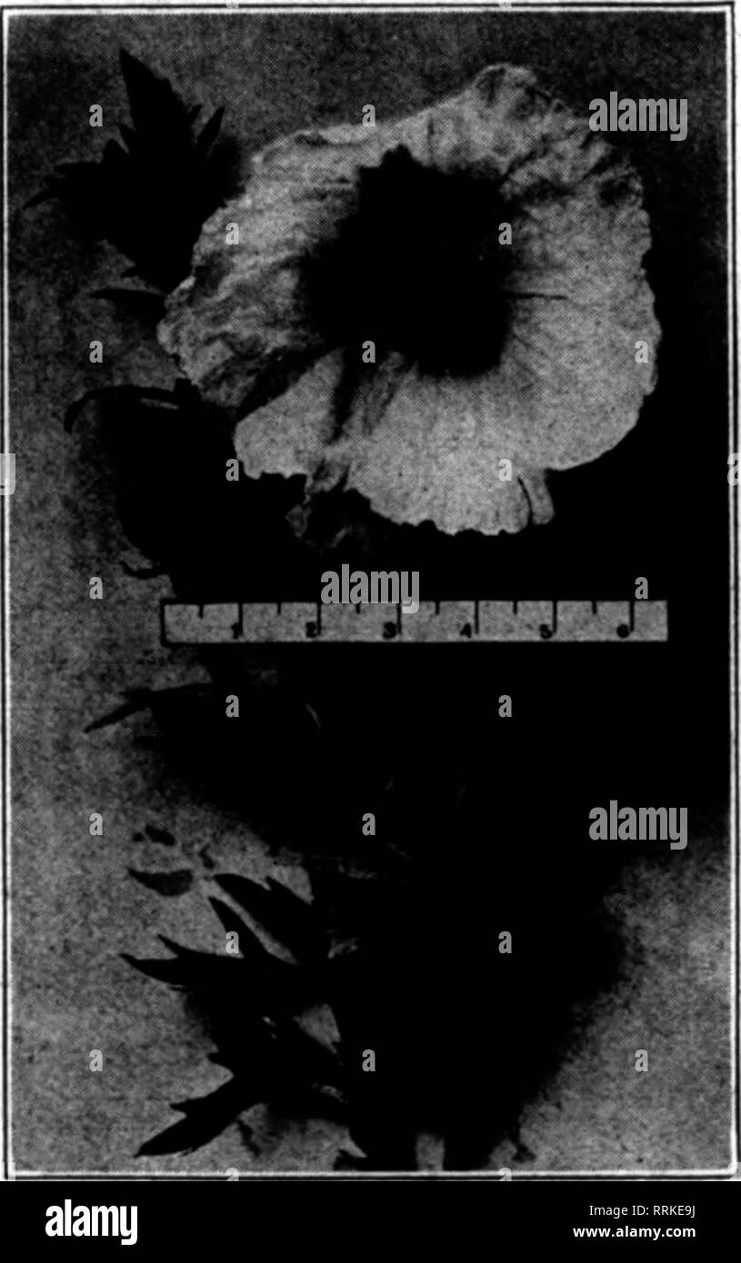 Albert wolf black and white stock photos images alamy