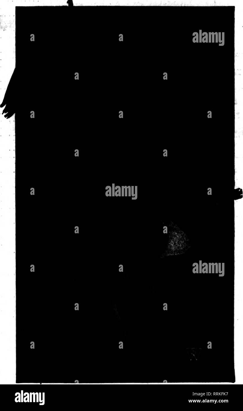 . Florists' review [microform]. Floriculture. August 2, 1917. The Florists' Review Perennial Flower Seeds sow NOW Plants raised from seed sown in early summer will produce large, strong plants for sale during spring 1918.. AQUILEGIA S. &amp; W. Co.'* Giant Long Sptirred Aquilegia, S. &amp; W. Co.'spkt. 140Z. Oz. Giant Long Spurred (Fin- est Mixed) $0.15 $1.00 $3.00 Aquilegia, Double Finest Mixed 10 .16 .60 Aquilegia, Single Finest Mixed 10 .16 .60 Pkt. As^rostemma Coronaria, Red $0.05 Alyssum Saxatile Compacta, Yellow, .10 Campanula Pyramidalis, Blue 10 Campanula Pyramidalis, White 10 Calliops Stock Photo