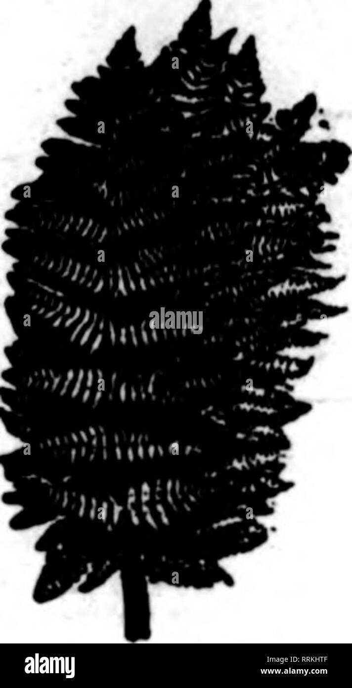 Canon A 1 Black And White Stock Photos Images Alamy