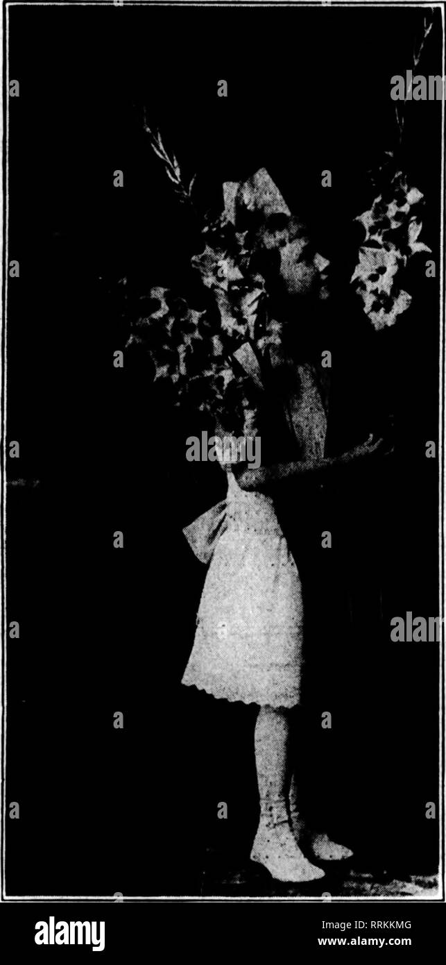 . Florists' review [microform]. Floriculture. The Florists^ Review ^ March 13, 1919. s I a g I B s. AUSTINCOLEHAR CO.—Home of Elm HiU Ghdioli WAYLAND, OHIO miiniHUiiuiuuiiiniiiniiiinuiiniiininiiiiiuuiiaiiiuiiiininiiuininniumiiniiiiiiiiu. Please note that these images are extracted from scanned page images that may have been digitally enhanced for readability - coloration and appearance of these illustrations may not perfectly resemble the original work.. Chicago : Florists' Pub. Co Stock Photo