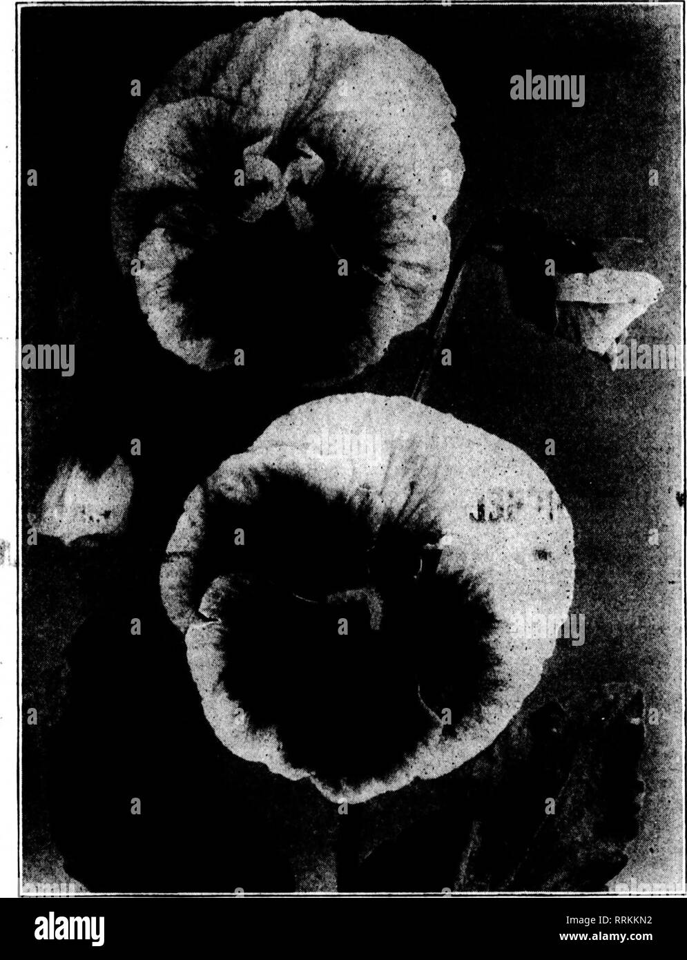 . Florists' review [microform]. Floriculture. r^-piT'- ?'' June 28, 1917. The Florists' Review 57. Pansies for Profit Tliere Is an enormous demand for pansy plants, as you know. Good pansies bring a profitable price and it is profit you are in business for. To firrow good pansies you must first liave good seed; seed from a carefully selected Strain such as you can buy of Toole &amp; Sou. Then of course you must grow them carefully. .. ^ Our part Is to furnish a carefully selected strain of pansy seed, strong in germination, which we do. Your part is to grow them carefully, and fully as importa Stock Photo