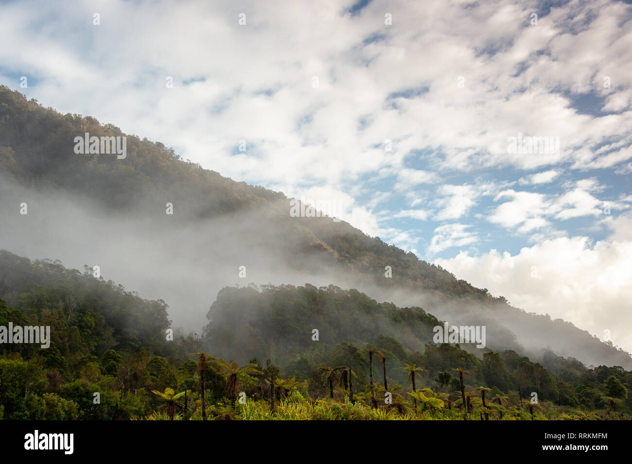 Tree ferns illuminated by sunlight against mist shrouded mountainside, and soft blue cloud sky background in Franz Josef National Park, New Zealand Stock Photo