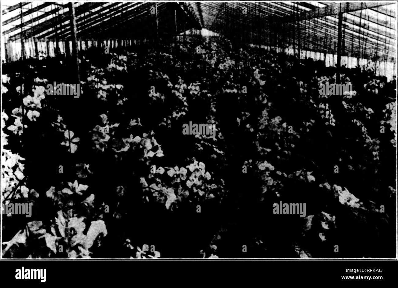 Florists Review Microform Floriculture Q An Tr Baby Ramblers Tlme This New Class Of Miniature Roses Is Ninins Won Derfully In Popularity And Most Deservemy So Their Exceeding Freedom And Continuity Of Bloom