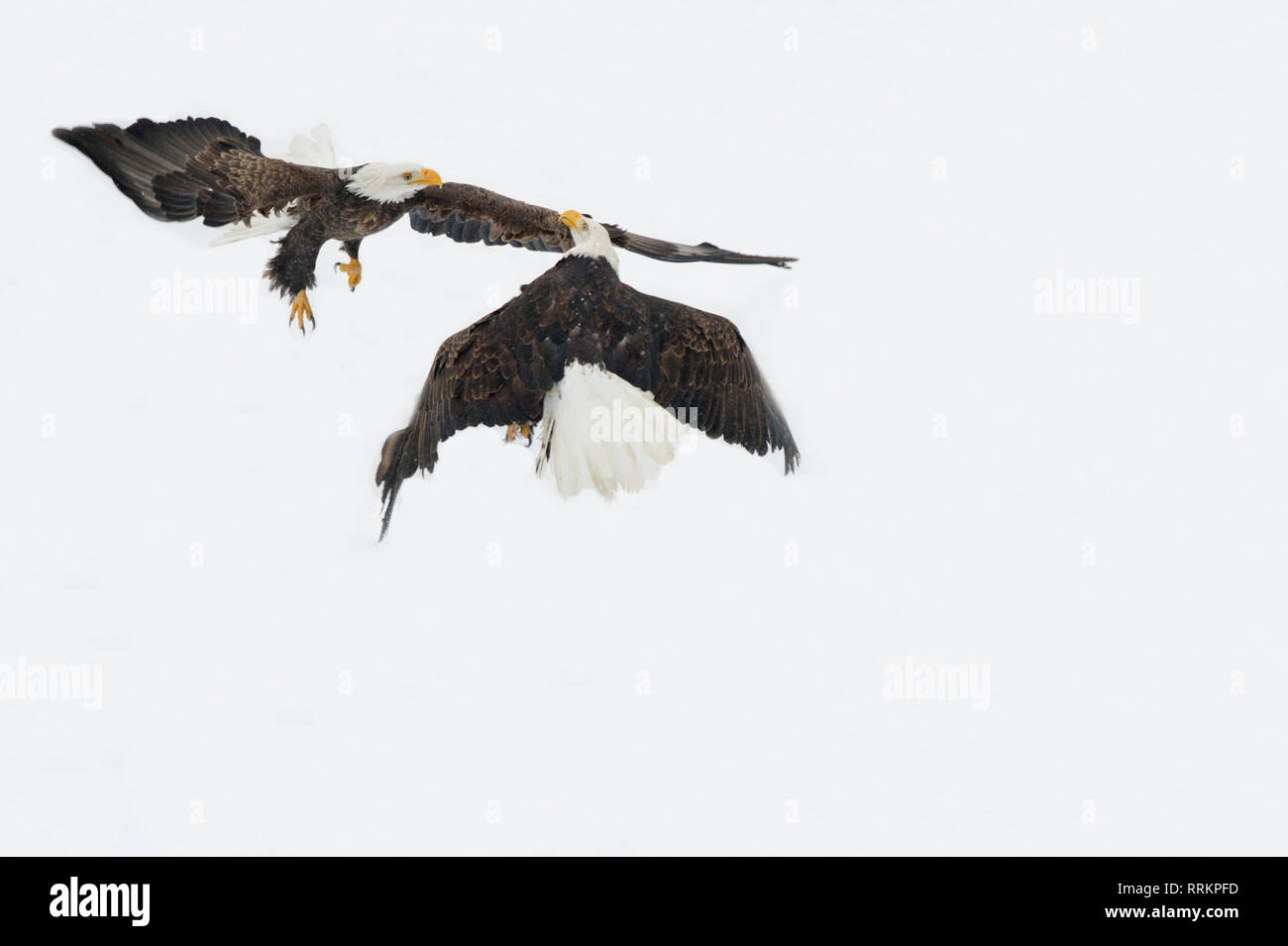 Bald eagle aggression Stock Photo