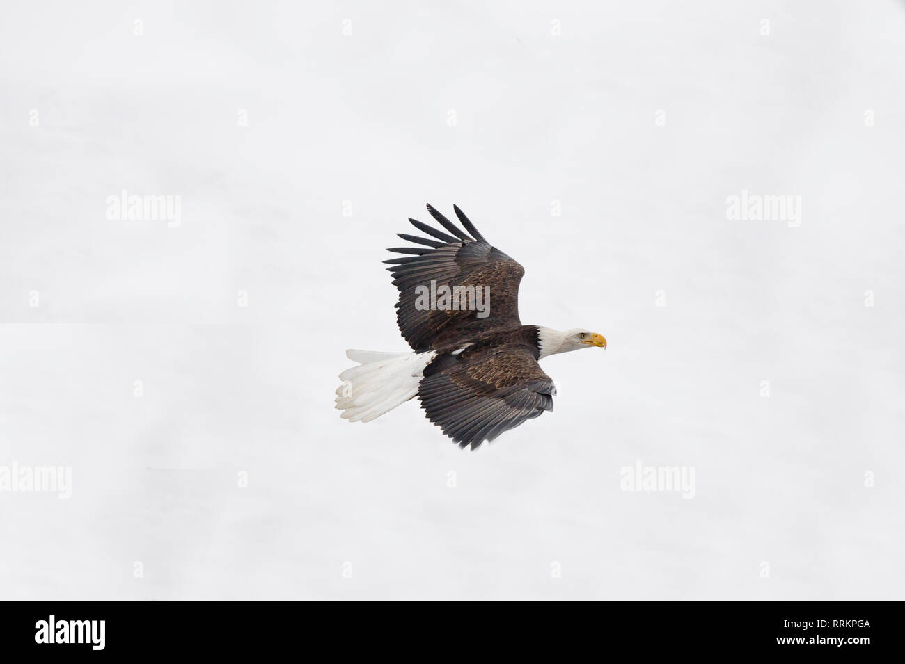 Adult bald eagle flying over the Chilkat River near Haines Alaska Stock Photo