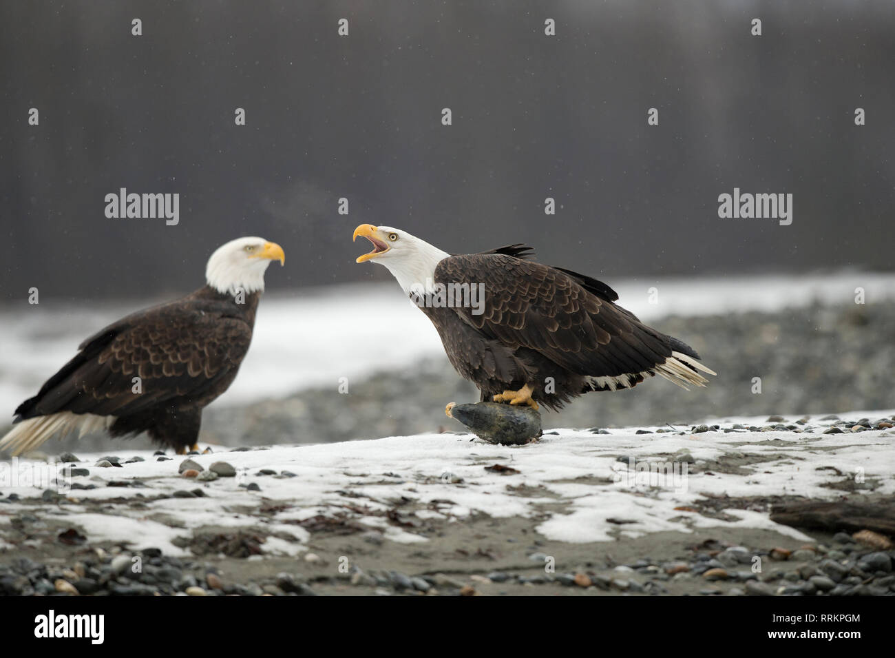 Mature bald eagle holding a chum salmon head and voicing a warning to a second eagle Stock Photo