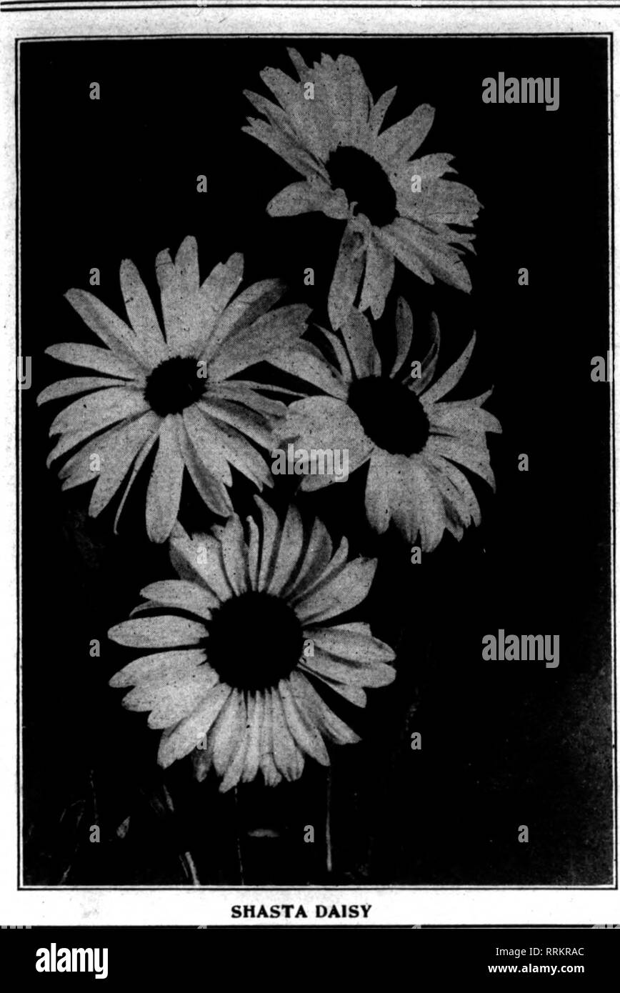 . Florists' review [microform]. Floriculture. HARDY PER^NIAL PLANTS Stronar Transplanted Plants or Strong DlTlslons Doz. 100 Achillea Ptarmlca The Pearl $0.60 $4.00 Achillea Ptarmlca, Perry's New Variety 76 6.00 Anchusa Itallca, Dropmore variety 76 6.00 Anthemls tlnctorla Kelwayl 60 4.00 Aqullegla, 4 varieties 60 4.00 Aster gracUlimus 76 6.00 Aster Novse Anglise 76 6.00 Boltonia latlsquama 76 6.00 Canterbury Bells, mixed or separate colors 60 4.00 Chrysanthemum Leucanthemum, Memorial Daisy 60 4.00 Chrysanthemum maximum, Shasta Daisy Alaska 60 4.00 Chrysanthemum maximum, Mrs. C. Lothian Bell 76 Stock Photo