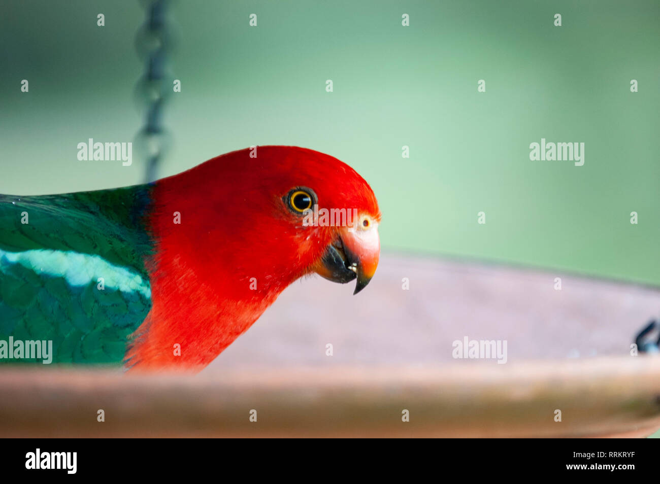 Medium sized australasian parrot hi-res stock photography and images ...