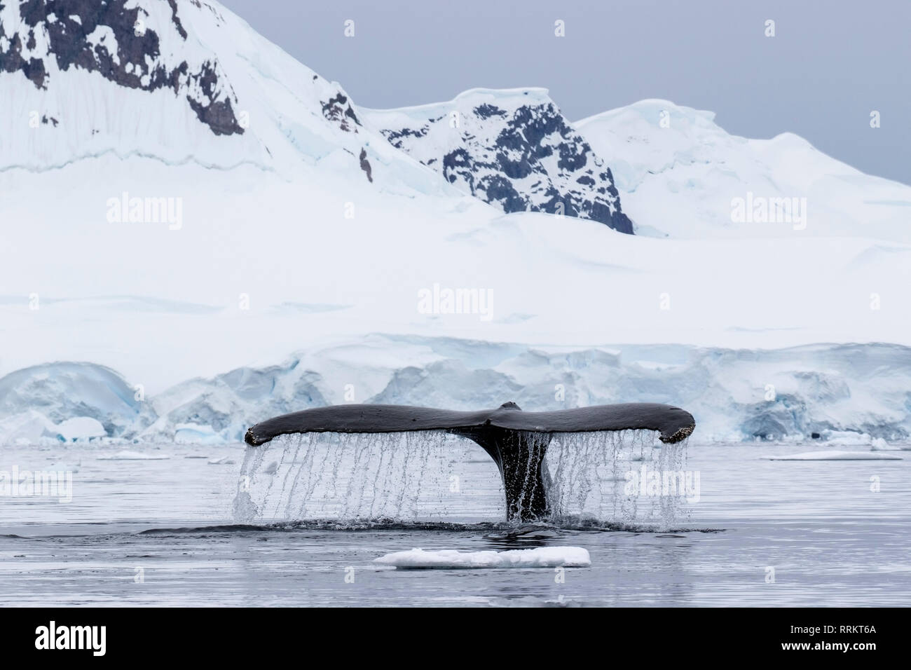 Humpback Whale, Wilhelmina Bay, Antarctica, 13 January 2019 Stock Photo