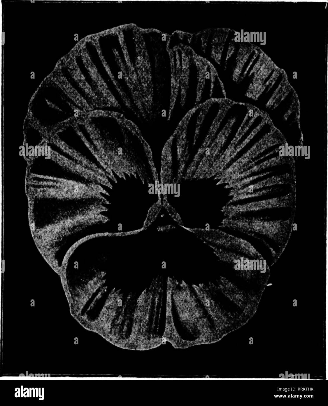 . Florists' review [microform]. Floriculture. 60 The Florists^ Review A. JuNB 7. 1917.. New Early-flowering or Winter- blooming Giant Pansies An entirely new and distinct strain of Pansies. The main ad- vantage of these new Pansies over all hitherto existing Pansies is the extreme earliness of flowering and the unusual hardiness, which enables them to withstand quite severe winters, and to bloom right on into the summer. Sown at the same time as other Pansies, they begin flowering the early part of March, or as soon as the snow is off the ground, many times having four or five large flowers to Stock Photo