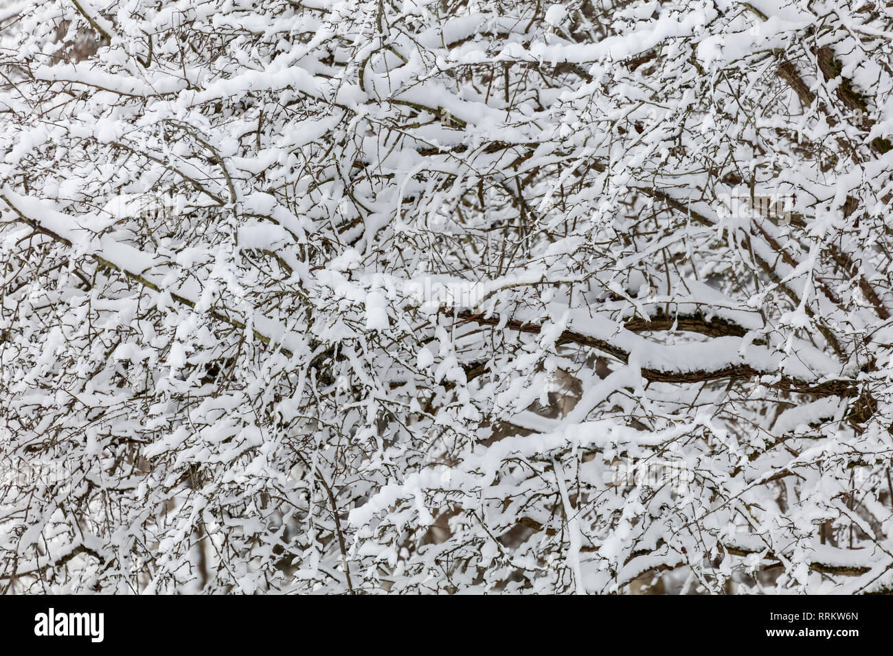 Snow on tree branches for nature background Stock Photo - Alamy