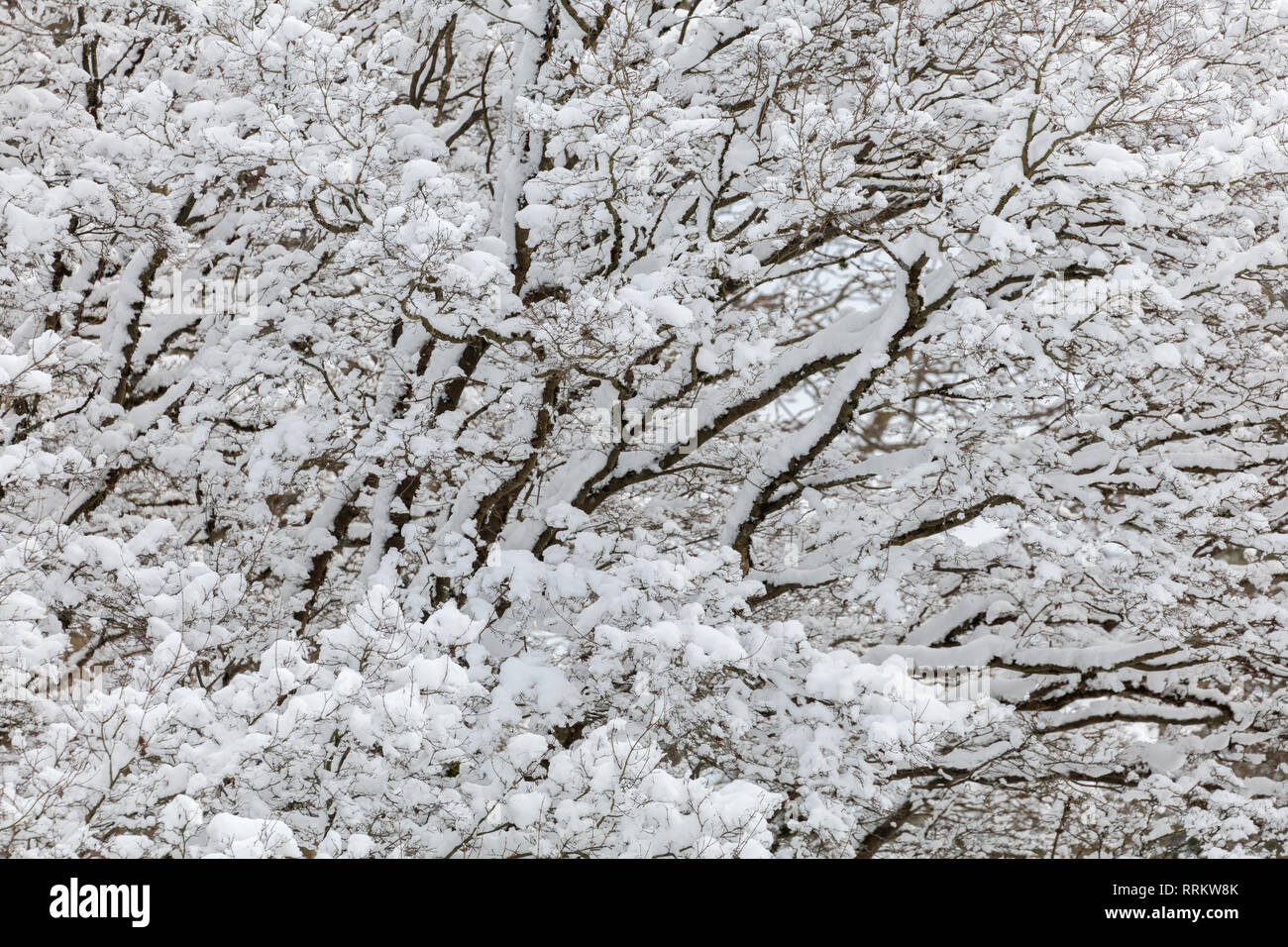Snow on tree branches for nature background Stock Photo - Alamy