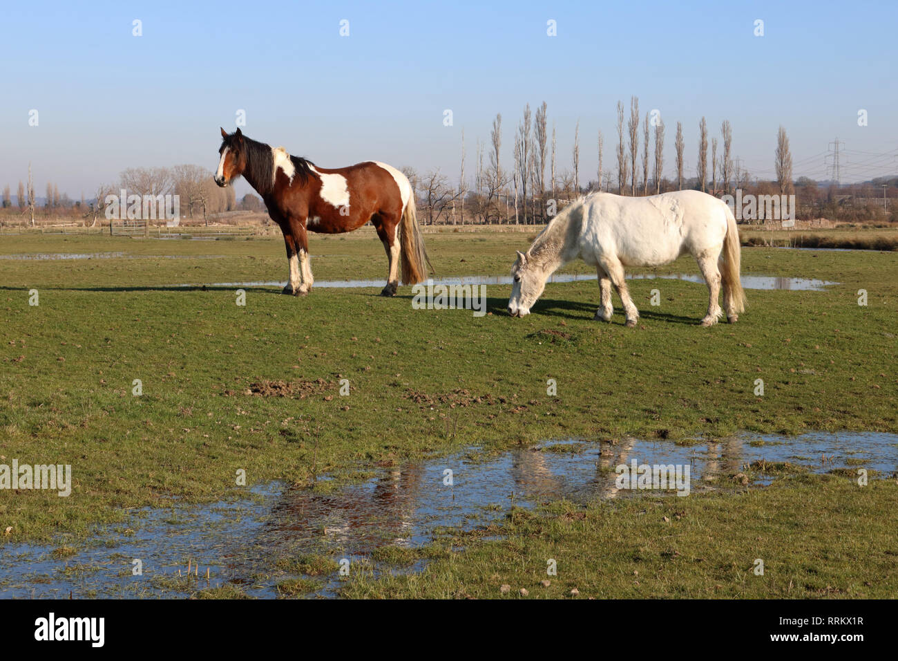 Horses grazing on Higham Marshes north Kent Stock Photo - Alamy