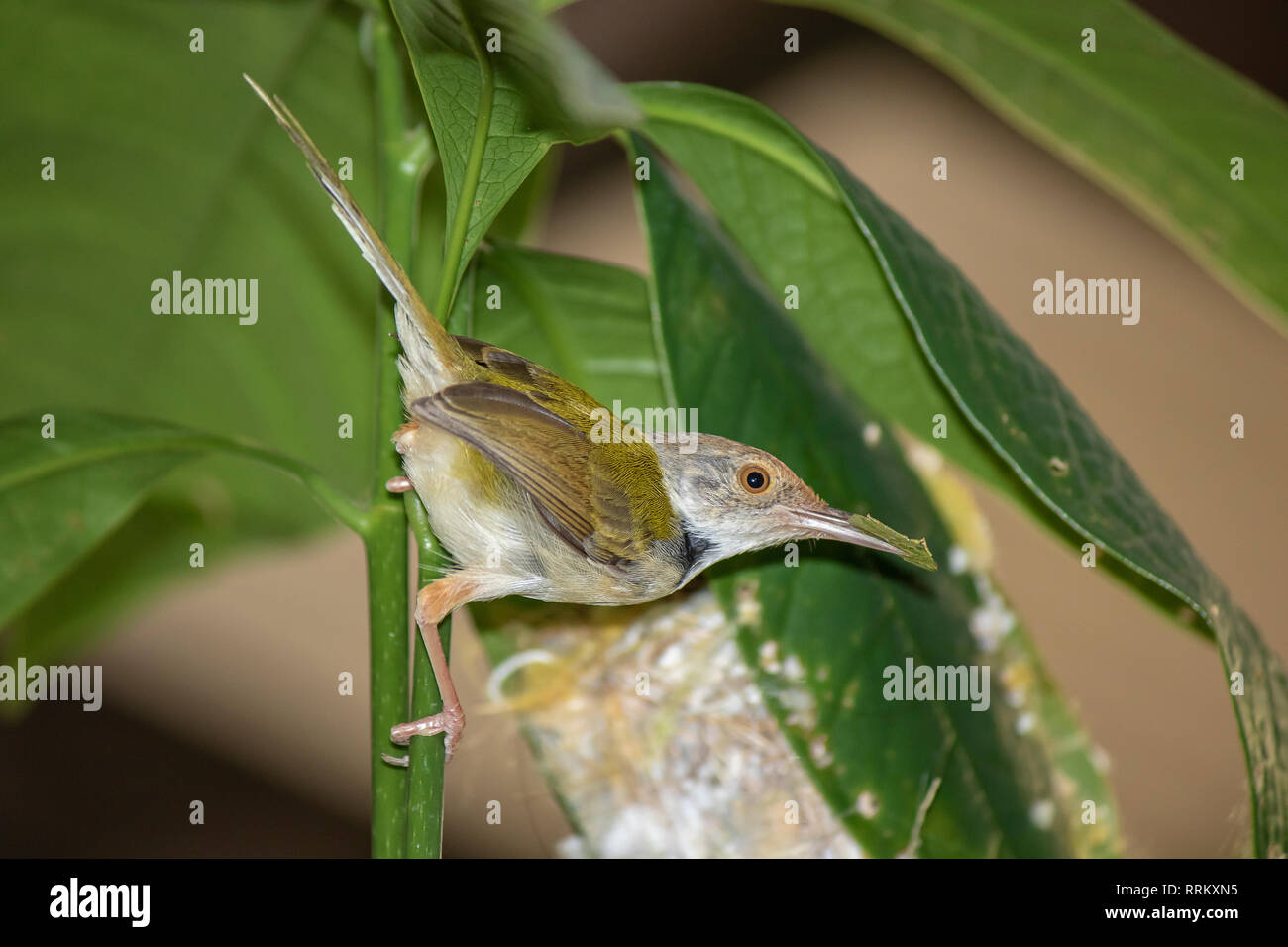 Common Tailor bird ( Orthotomus sutorius ) feeding the baby bird to the