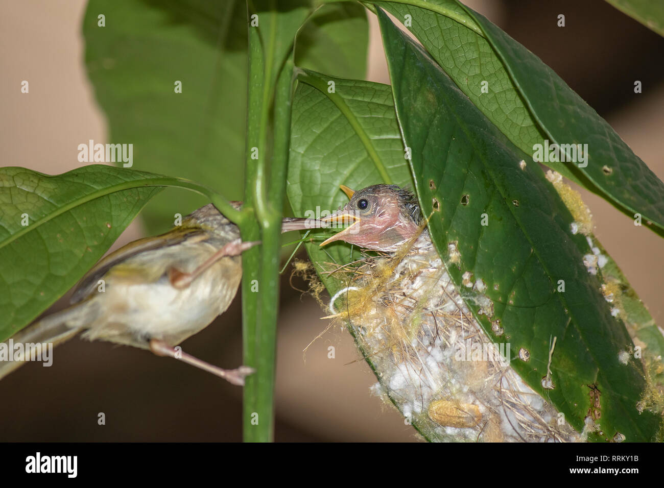 Common Tailor bird ( Orthotomus sutorius ) feeding the baby bird Stock