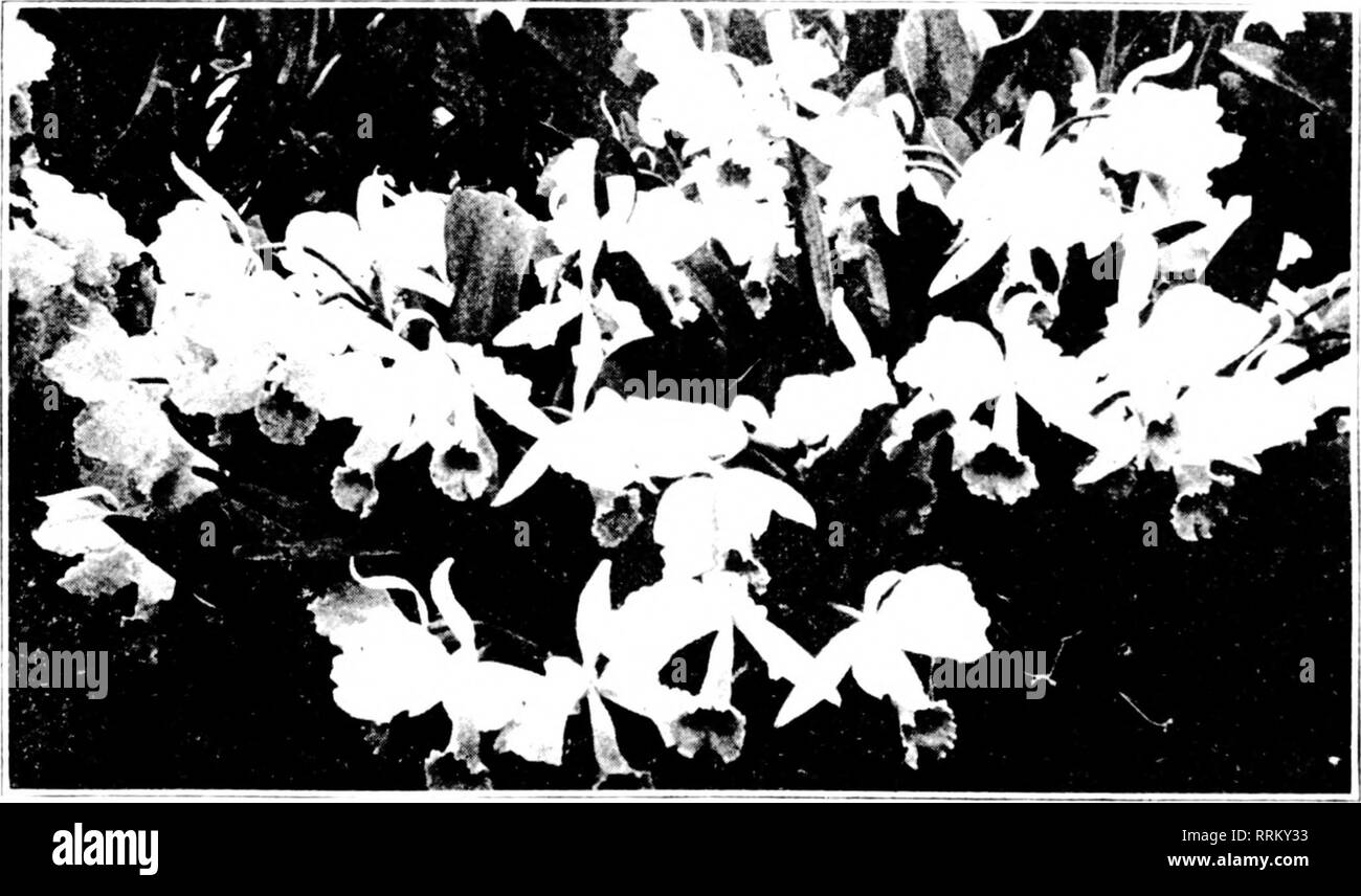 . Florists' review [microform]. Floriculture. SEASONABLE NOTES. Raising Cattleya Seedlings. February ami March are suitable uiouths iu which to inal of the cases 1 hae found good for si'cdling raising; also, jjots Idled witli fern fiber and the tops covered with bur- lap, tucked in well to make a firm, smooth and well rounded surface. The iiurlap should be moistened with a line ?^lirayor before tlu; seed is sown. Germinating the Seeds. A close atmosphere and fine sprayings are necessary. tSprayings may be need- *'d once or twice a day, according to the weather. Admit air sparingly at first, b Stock Photo