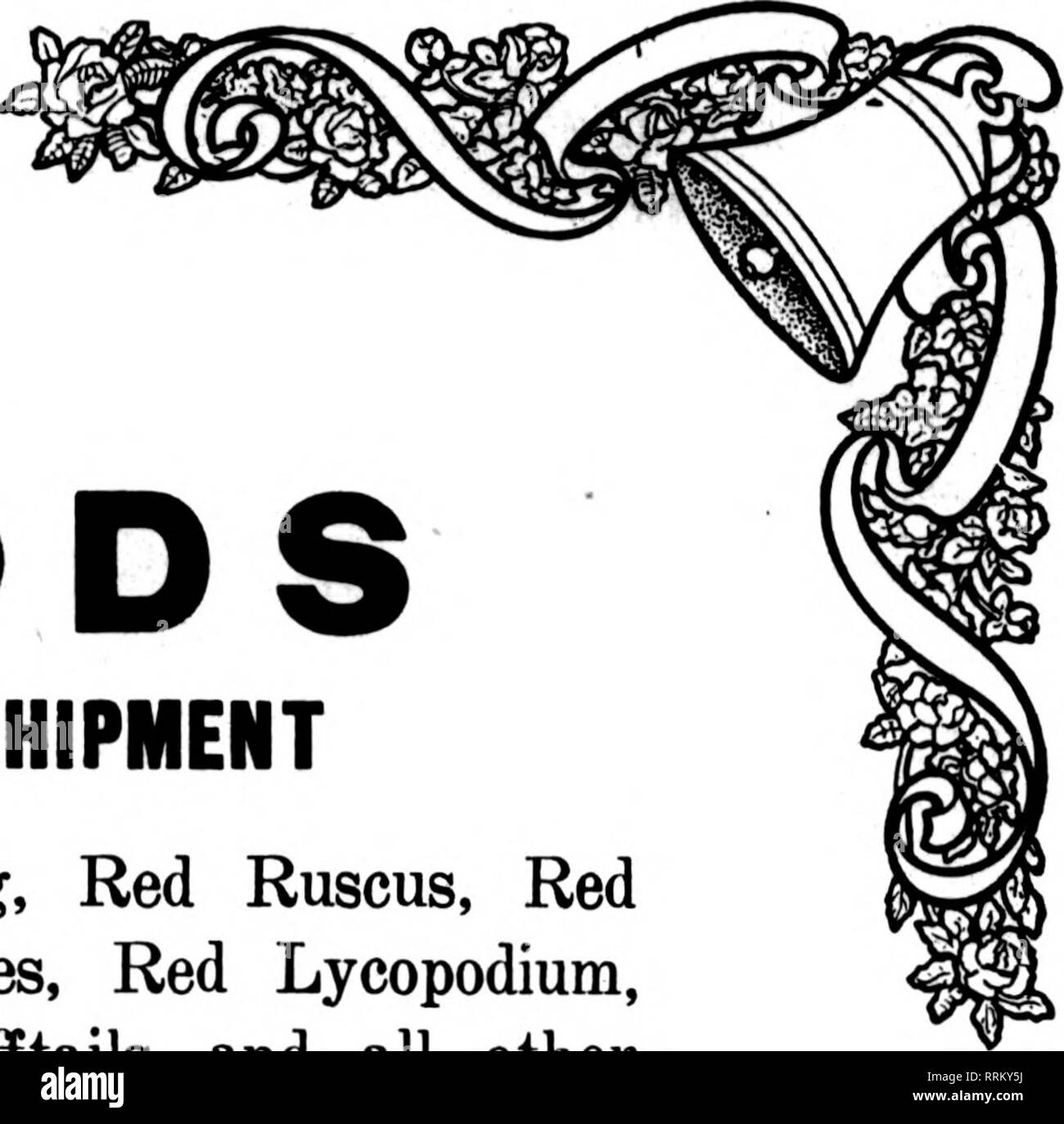 . Florists' review [microform]. Floriculture. X RED AS GOODS. OF ALL KINDS FOR IMMEDIATE SHIPMENT Test Rice Service on Red Frieze Roping, Red Ruscus, Red Immortelles, Red Frieze Wreaths, Red Capes, Red Lycopodium, Red Featlierbloom, Red Agrostis, Red Flufiftails and all other Xmas Novelties and Staples. Write us at once for a copy of our SPECIAL XMAS EDITION (The Florists' Handy Book for Xmas Buying). Please note that these images are extracted from scanned page images that may have been digitally enhanced for readability - coloration and appearance of these illustrations may not perfectly res Stock Photo