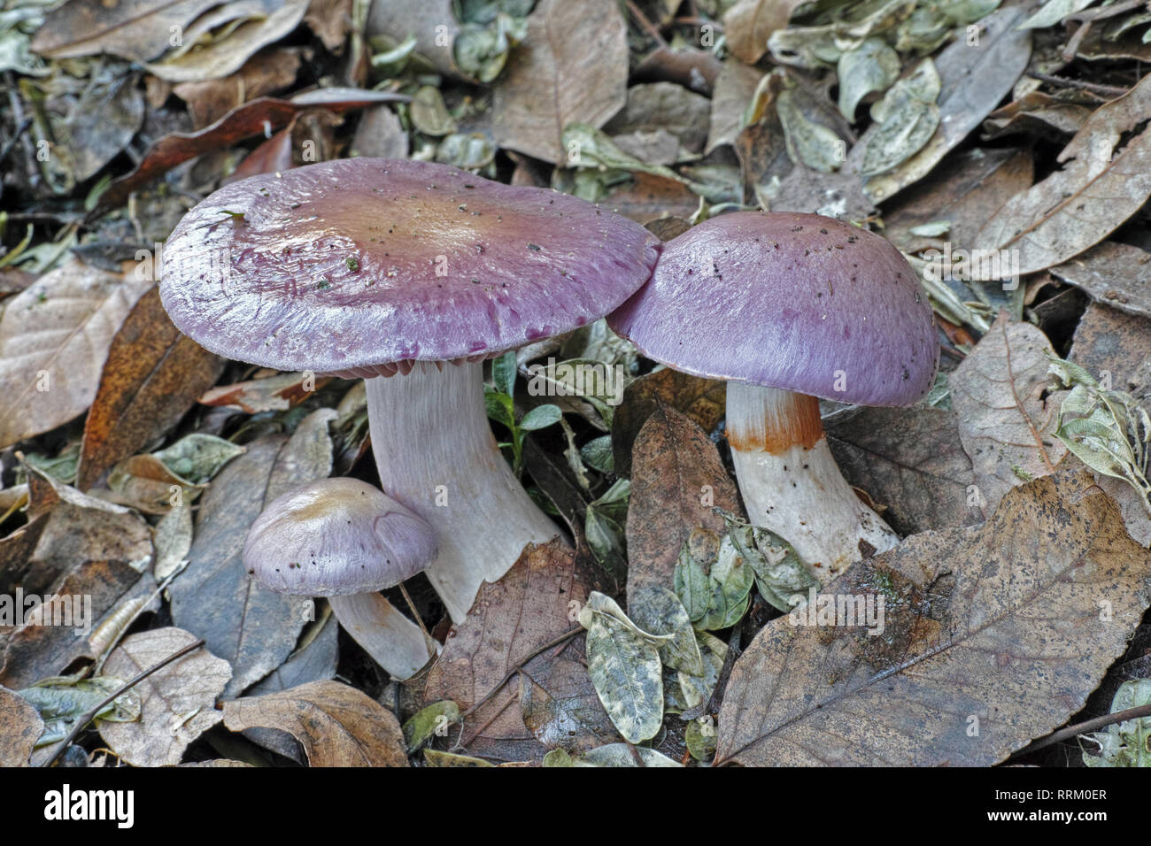 webcap mushrooms, cortinarius caerulescens Stock Photo