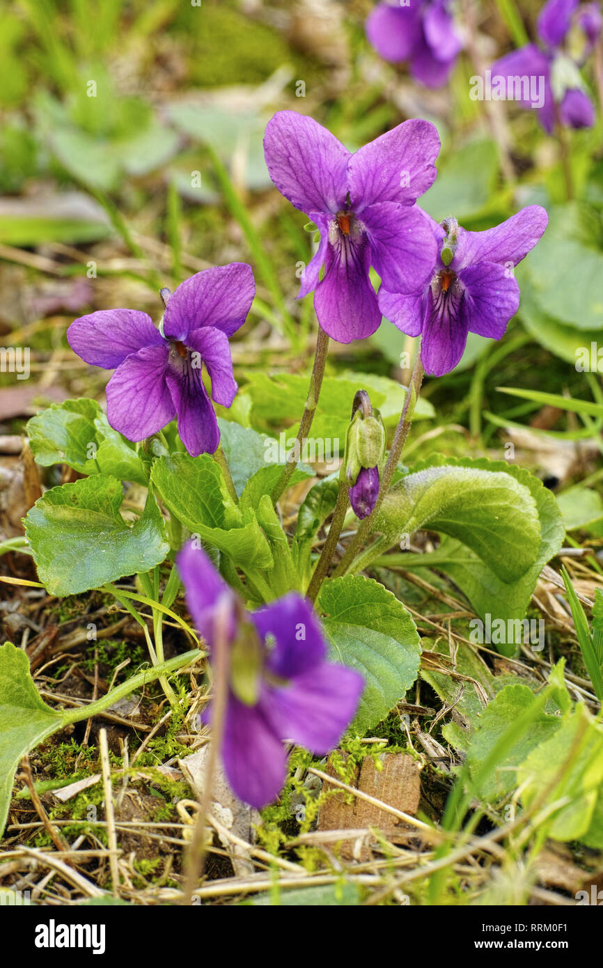plant of wood violet, flowers and leaves, Viola odorata Stock Photo