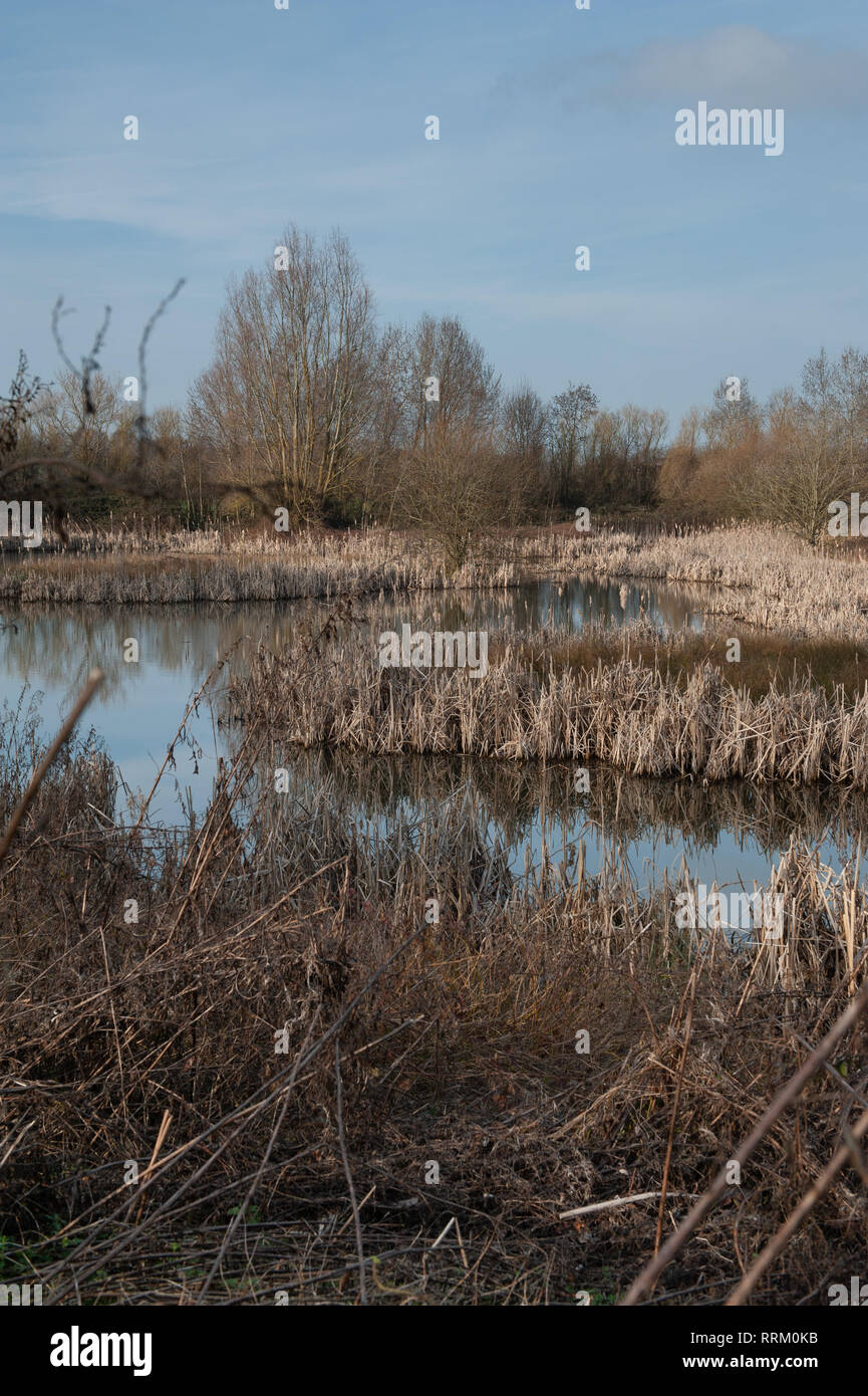 Dormant growth in rushes at small lake in Westbury, Wiltshire, UK. Stock Photo