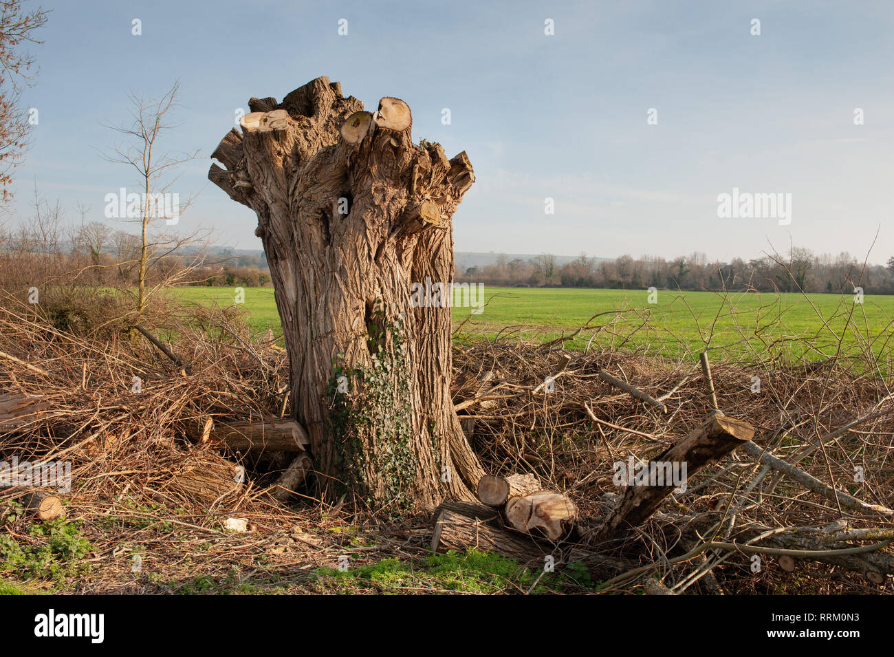 Heavily pollarded Willow tree at edge of field. Stock Photo