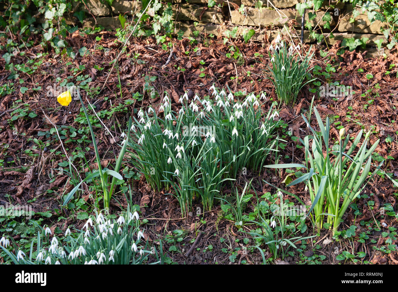 Daffodils and Snowdrops in late winter sunshine. Stock Photo