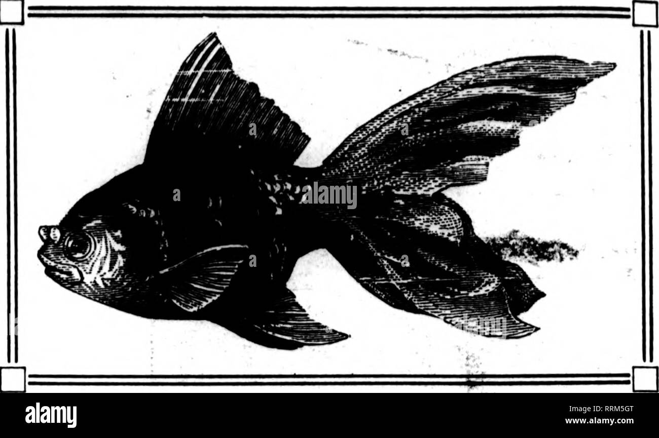 . Florists' review [microform]. Floriculture. 42 The Florists^ Review T^ NOVBMBBB 1, 1917. n= =n n BIG PROFITS IN GOLDFISH INVESTMENT SMALL— , €I,This is Goldfish time. The time to display them in your window. Goldfish displays are bound to attract the attention of every pas- serby—both big and small and young and old. It acts as a magnet—bringing custom- ers to your store. There's money in Gold- fish for you. €LWe are reliable dealers in Goldfish and Aquarium Supplies—it pays to trade with the best. Acknowledged Experts on Goldfish Shipping. Our complete illustrated cata- lofifue and price li Stock Photo