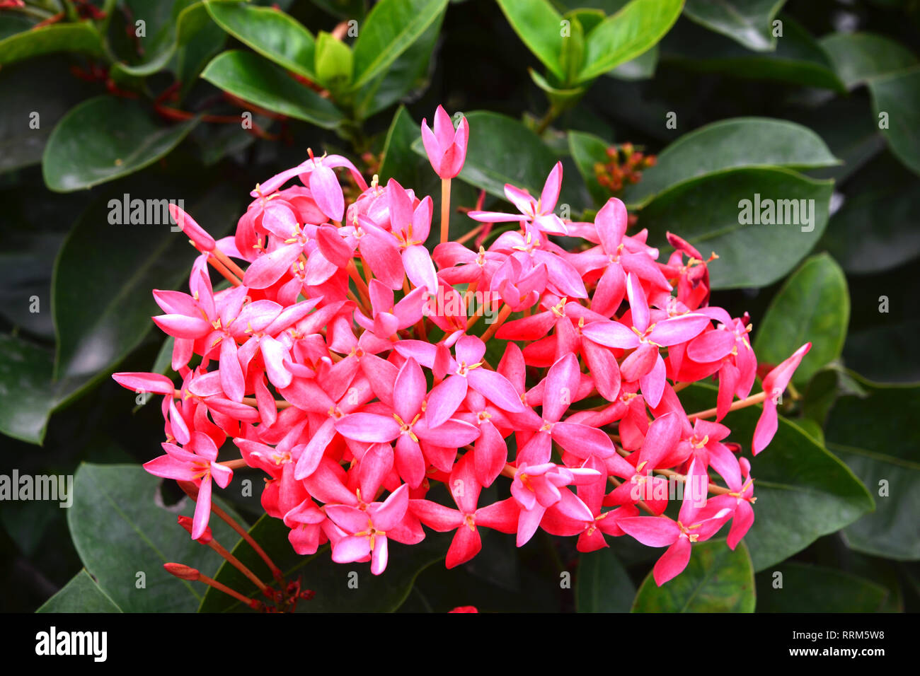 Ixora is a genus of flowering plants in the Rubiaceae family. It is the only genus in the tribe Ixoreae. It consists of tropical evergreen trees and s Stock Photo